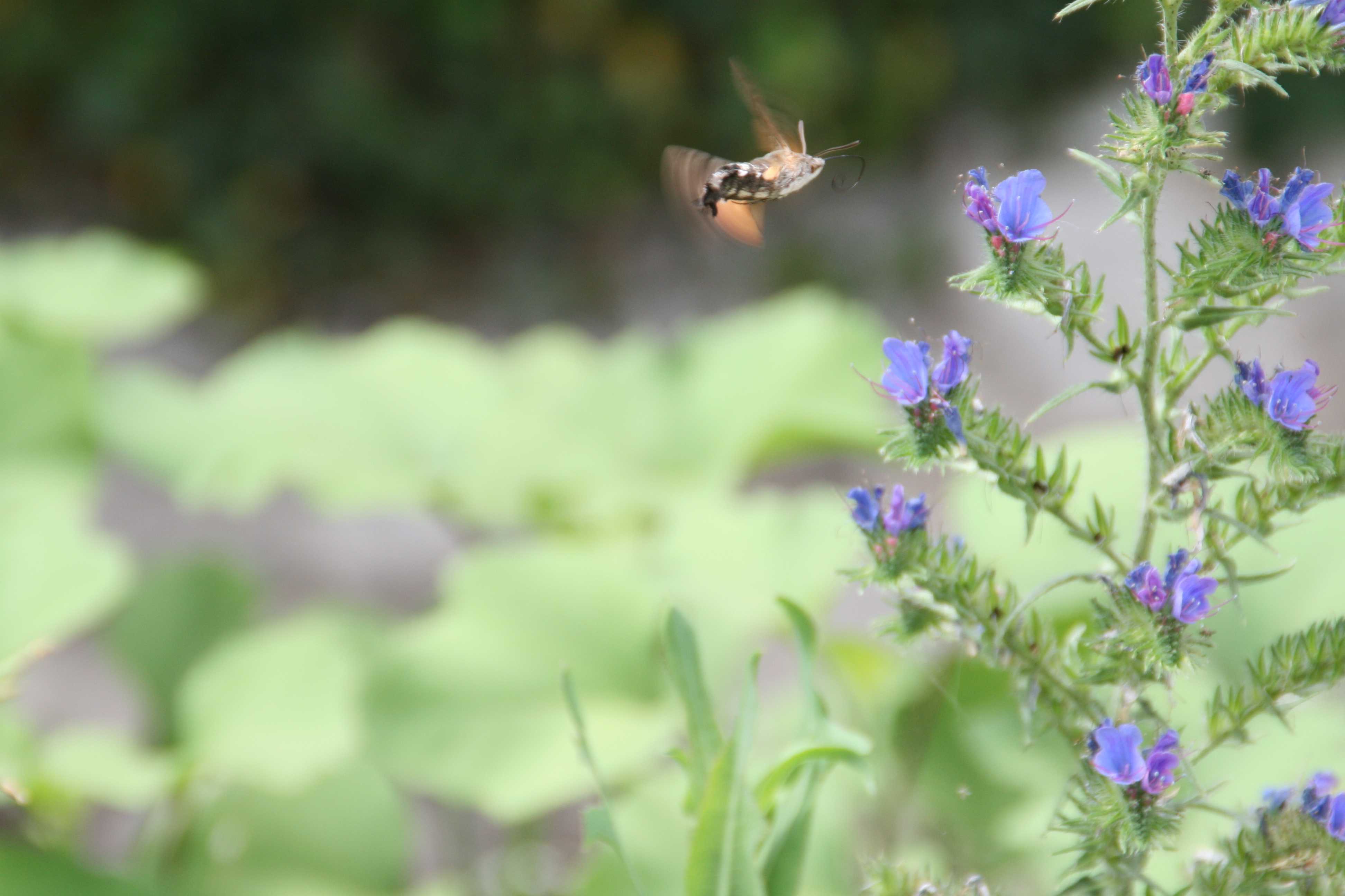 N/A Natura Insetti 