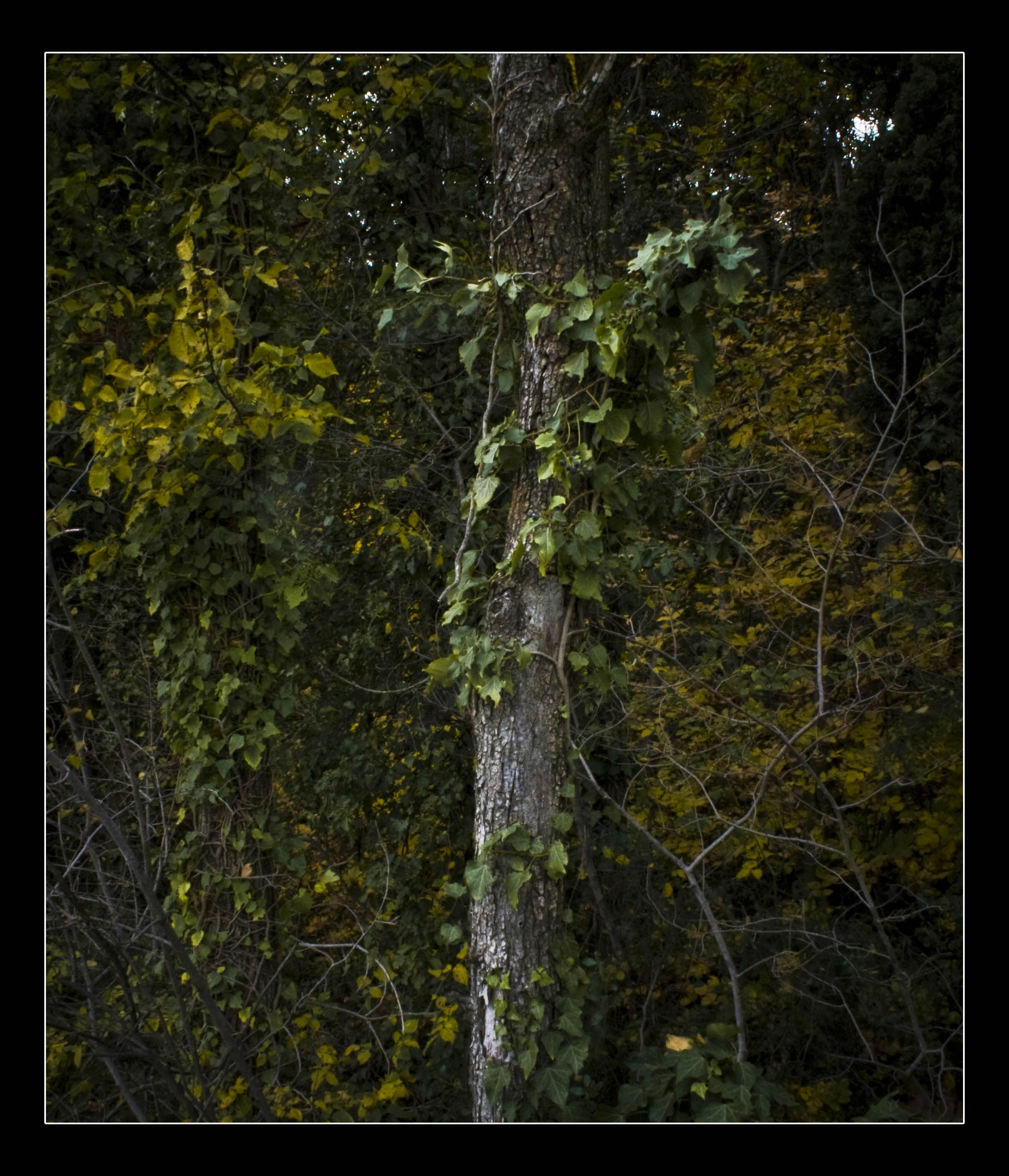 N/A Bosco Natura 