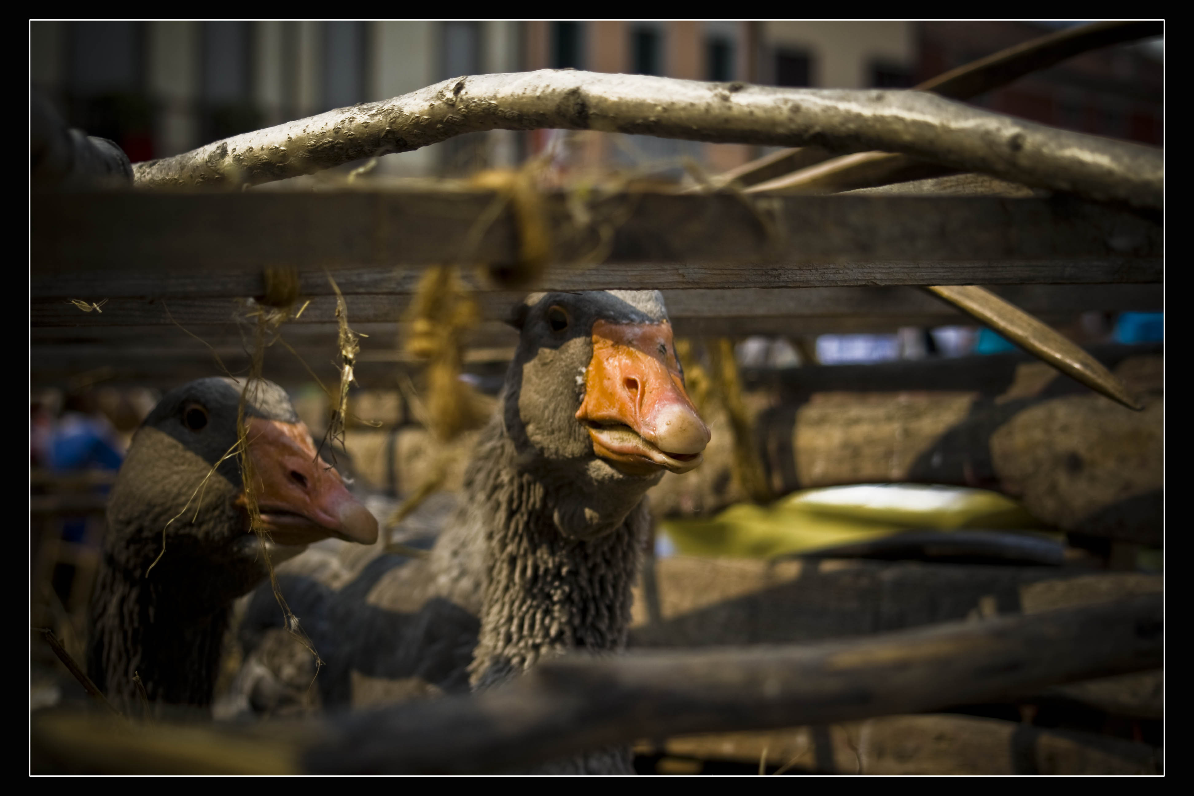 Montagnana Festa Sagra Anatra Animali 