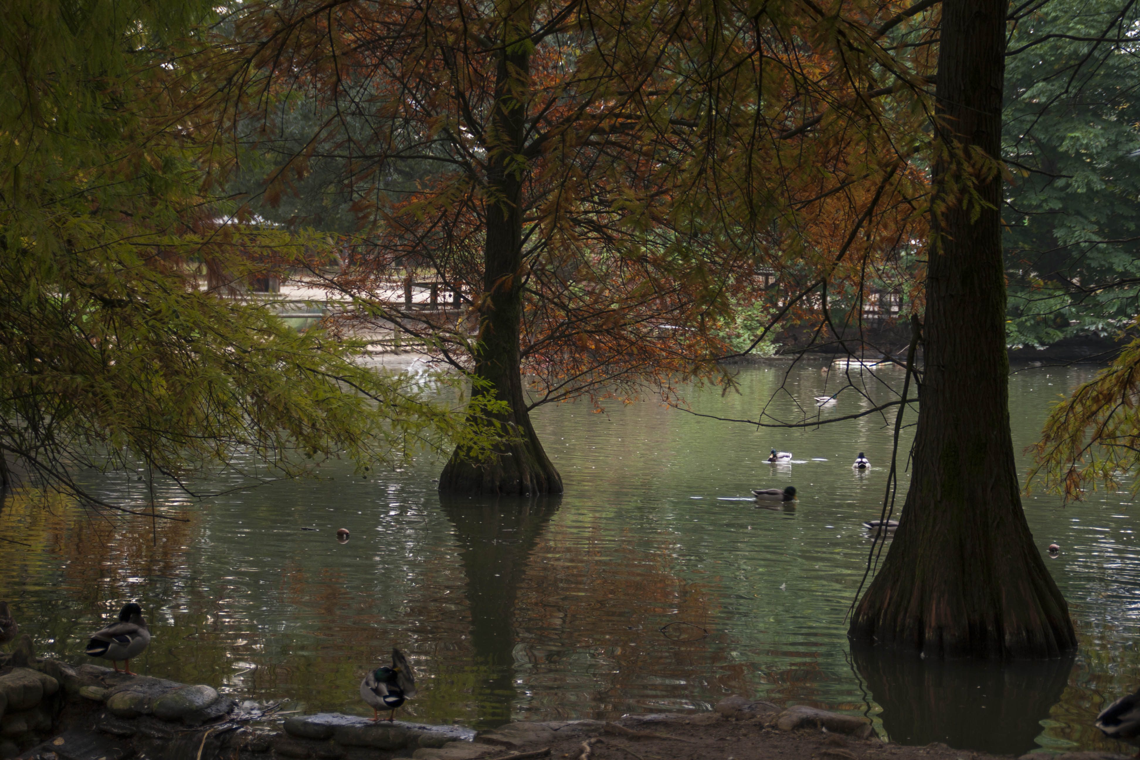 Faenza Natura Acqua Laghetto Piante americane presso il Parco Bucci a Faenza