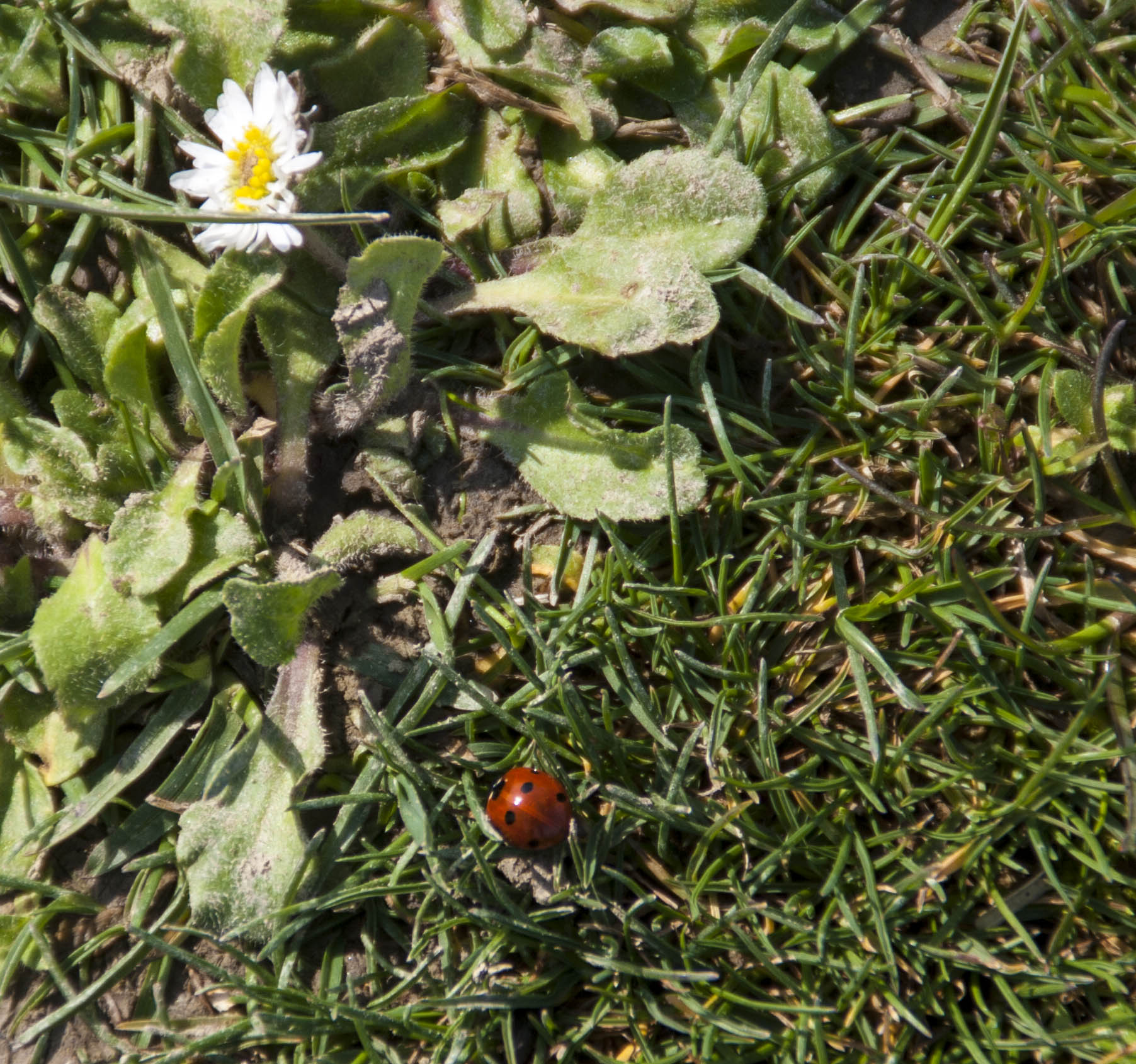 N/A Natura Coccienalla 