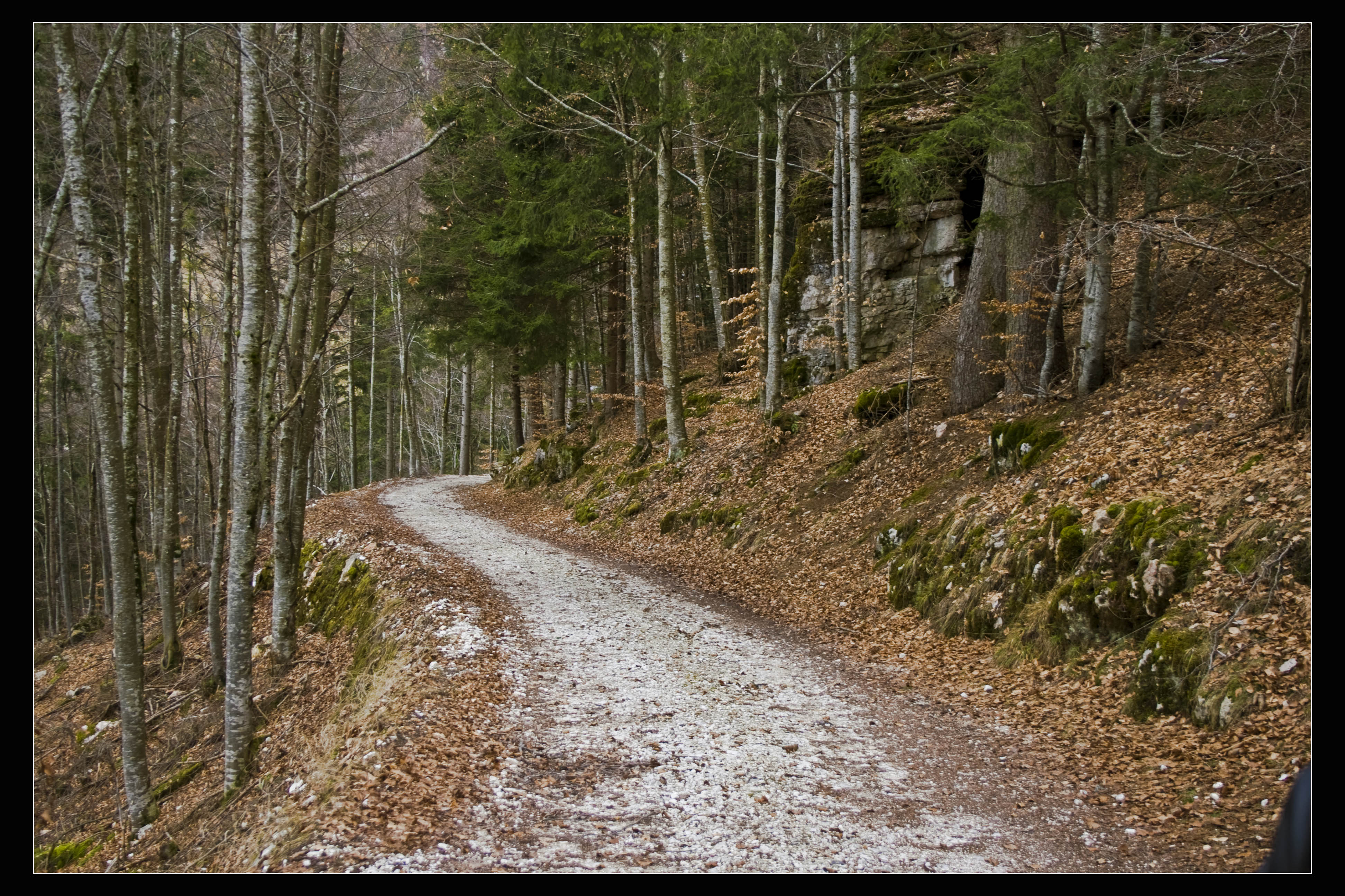 Bosco Chiesa Nuova (Vr) Natura Sentiero 