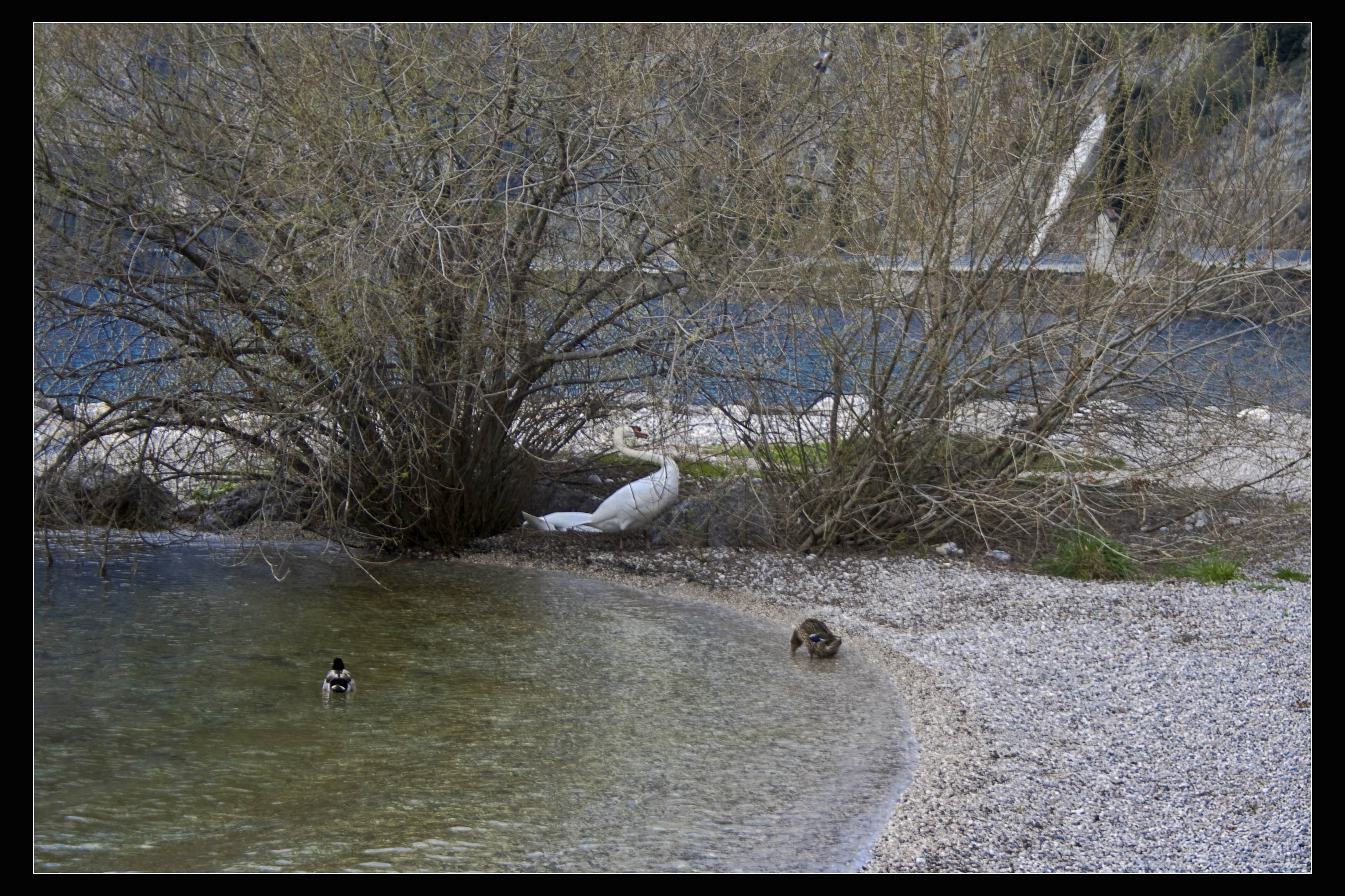 Torbole (Tn) Cigno Lago  