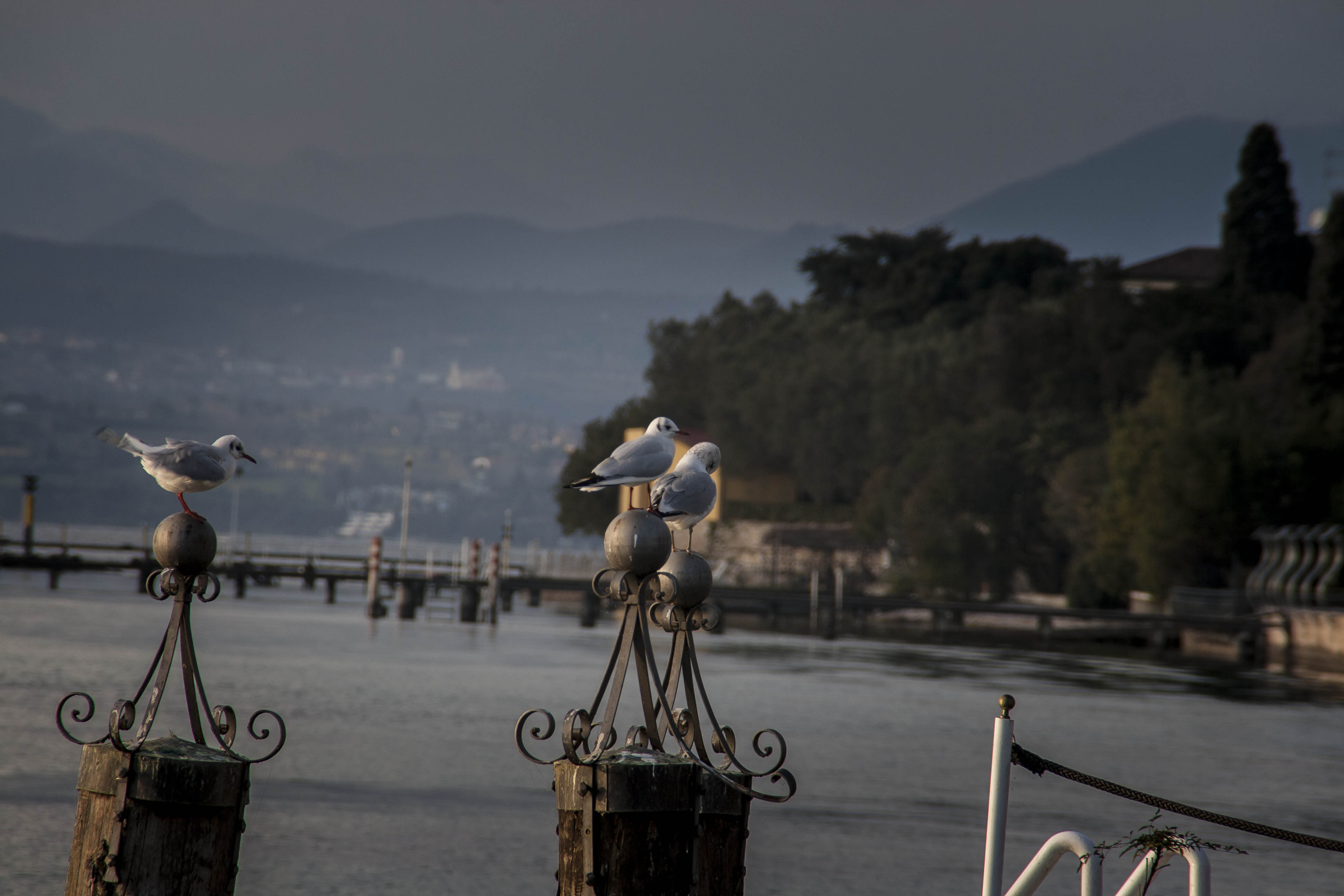 Sirmione (Bs) Gabbiani Lago di Garda Uccelli Animali 