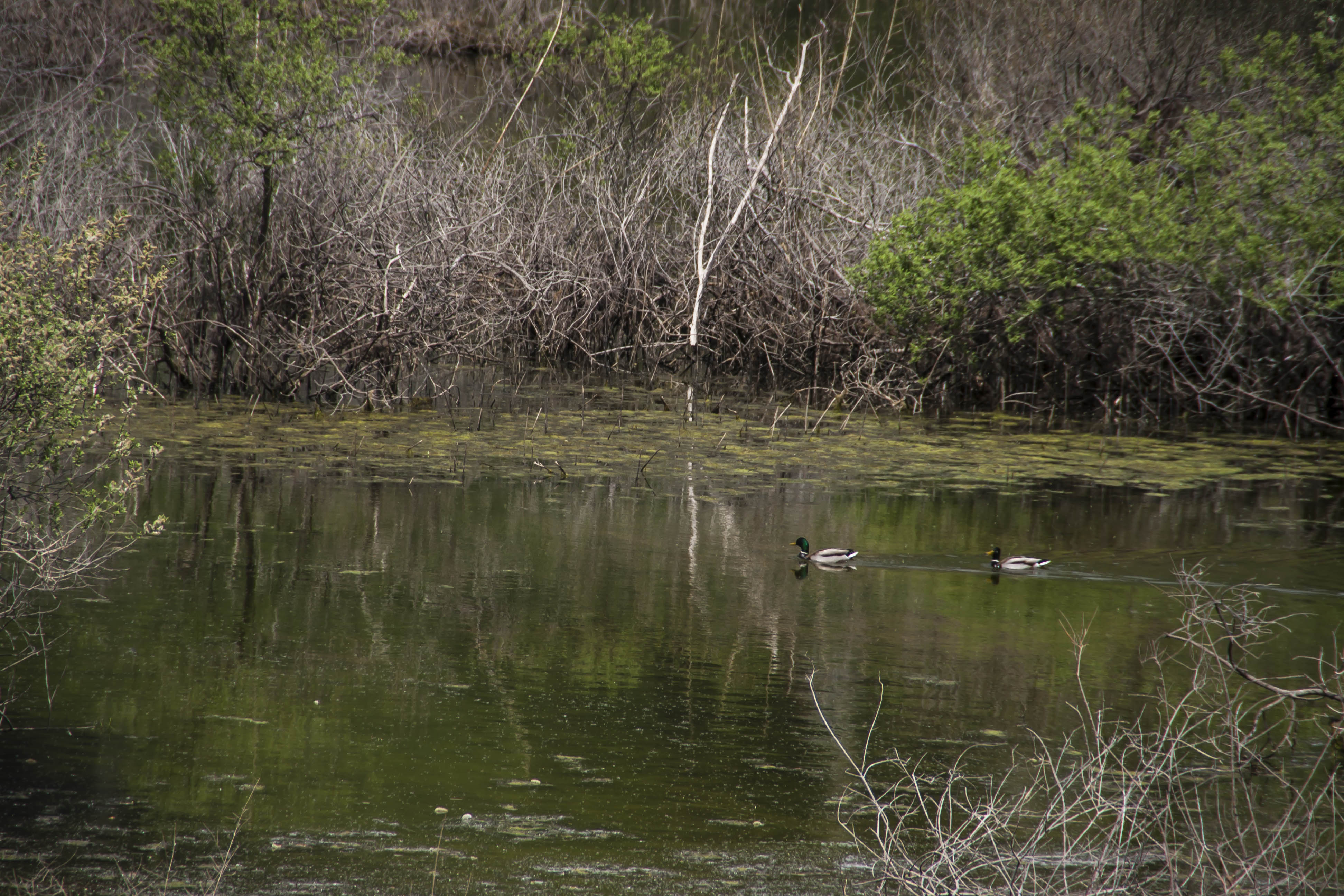 Nago (Tn) Lago di Loppio Natura Animali Anatra 