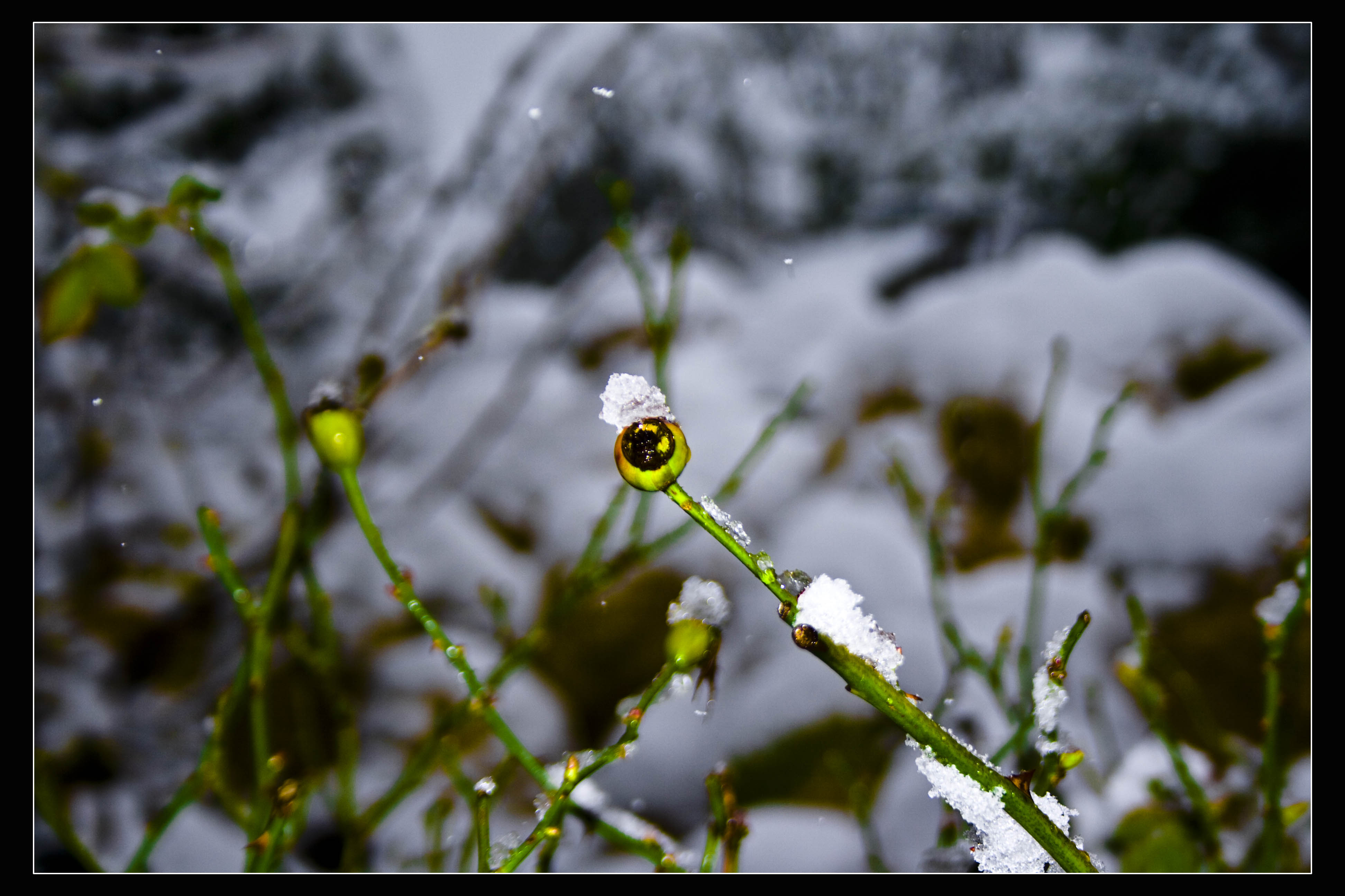 Indefinito Neve Natura 