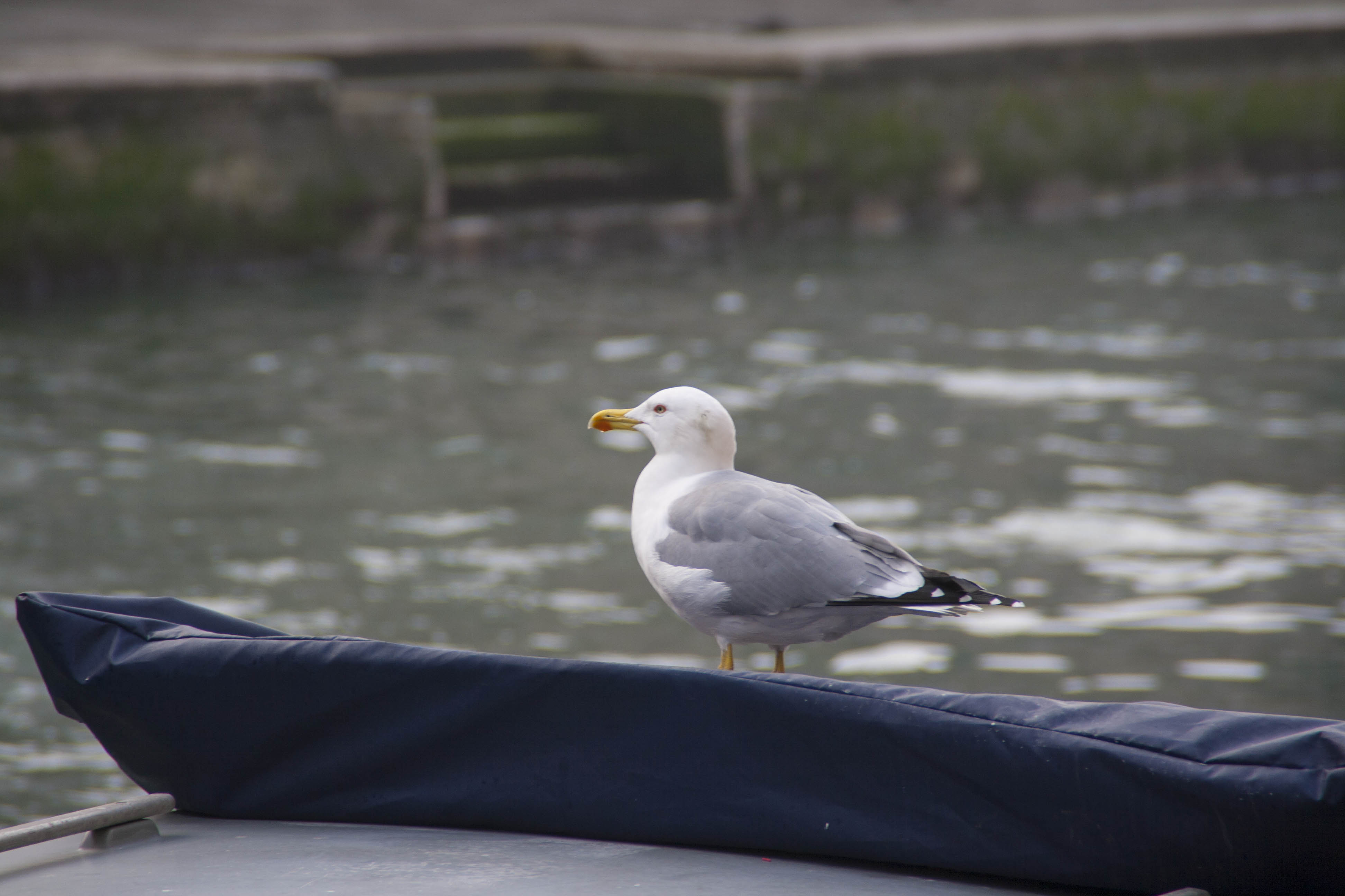 Venezia Canale Uccelli  