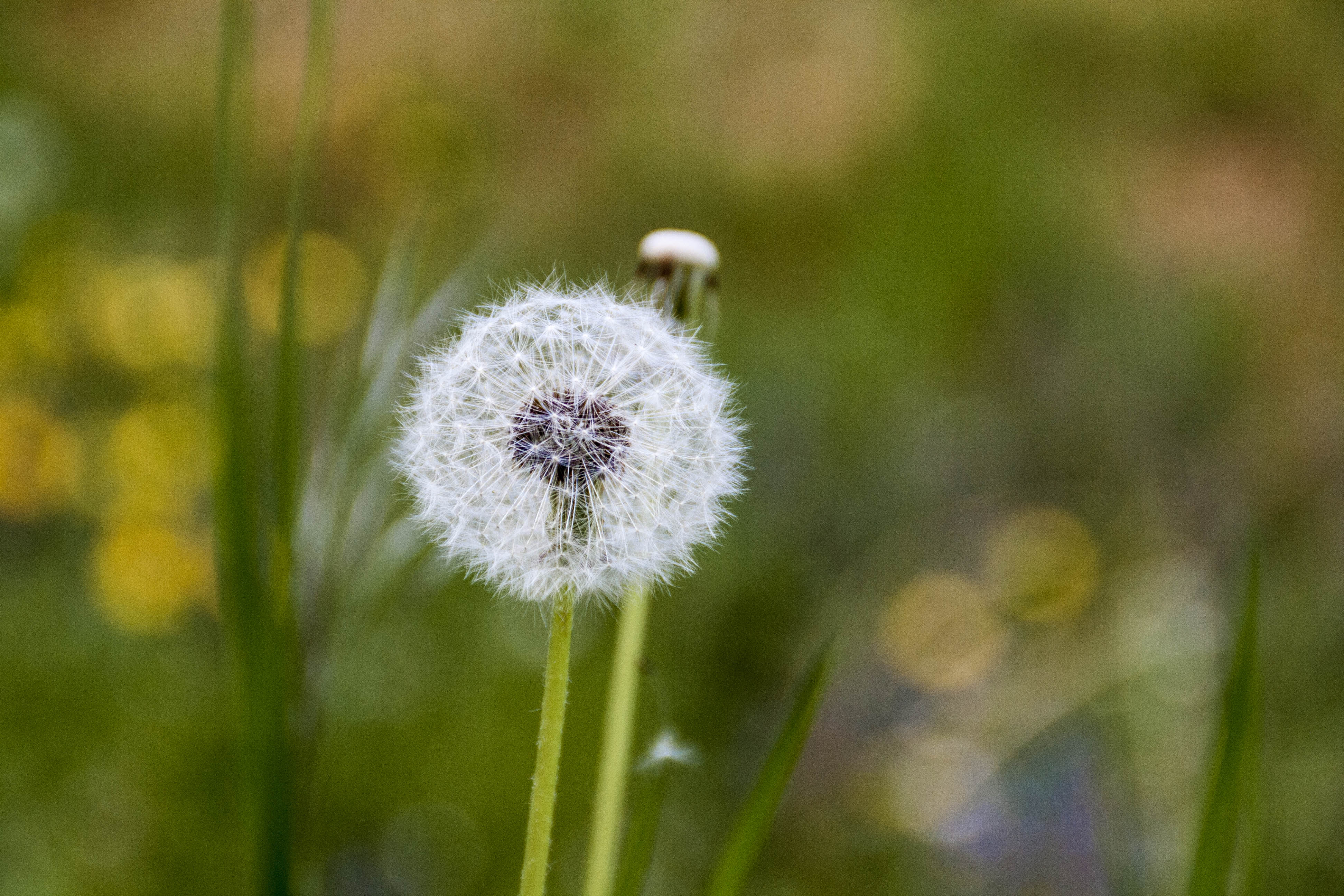 N/A Natura Fiori 