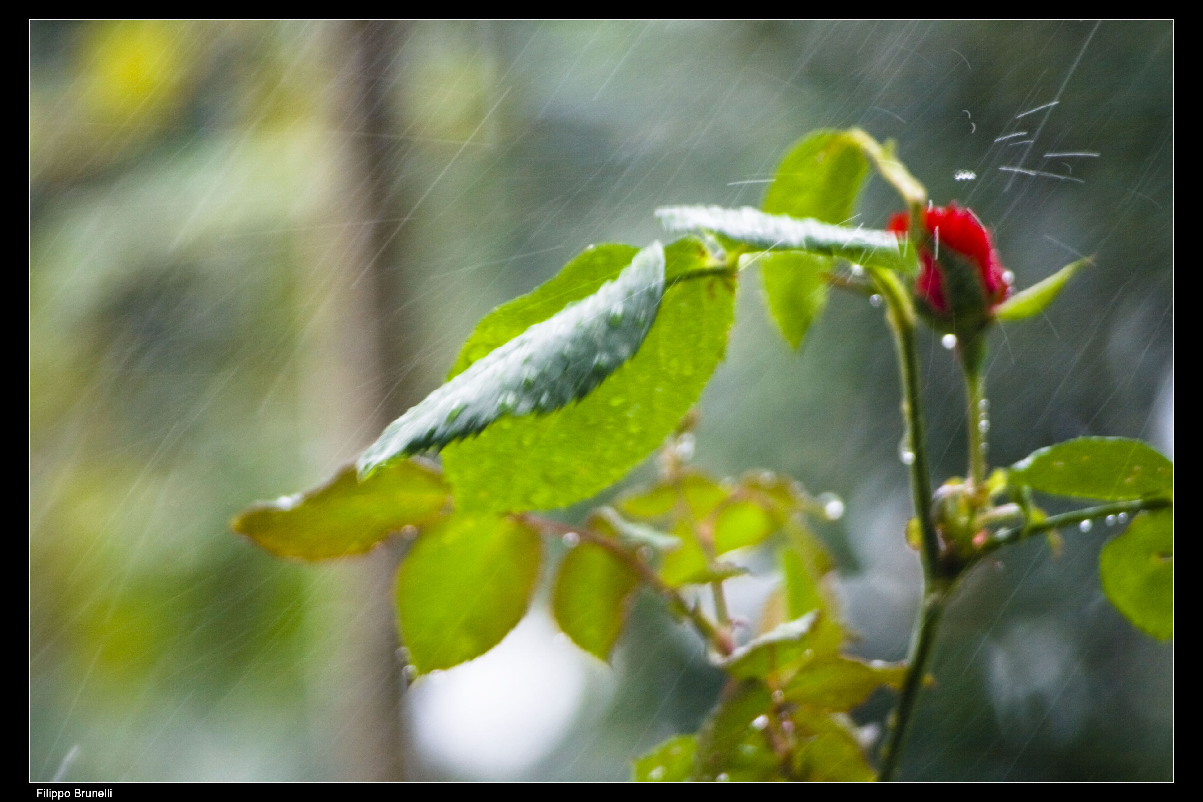 Indefinito Fiori Natura Temporale Un fiore toccato dalle gocce