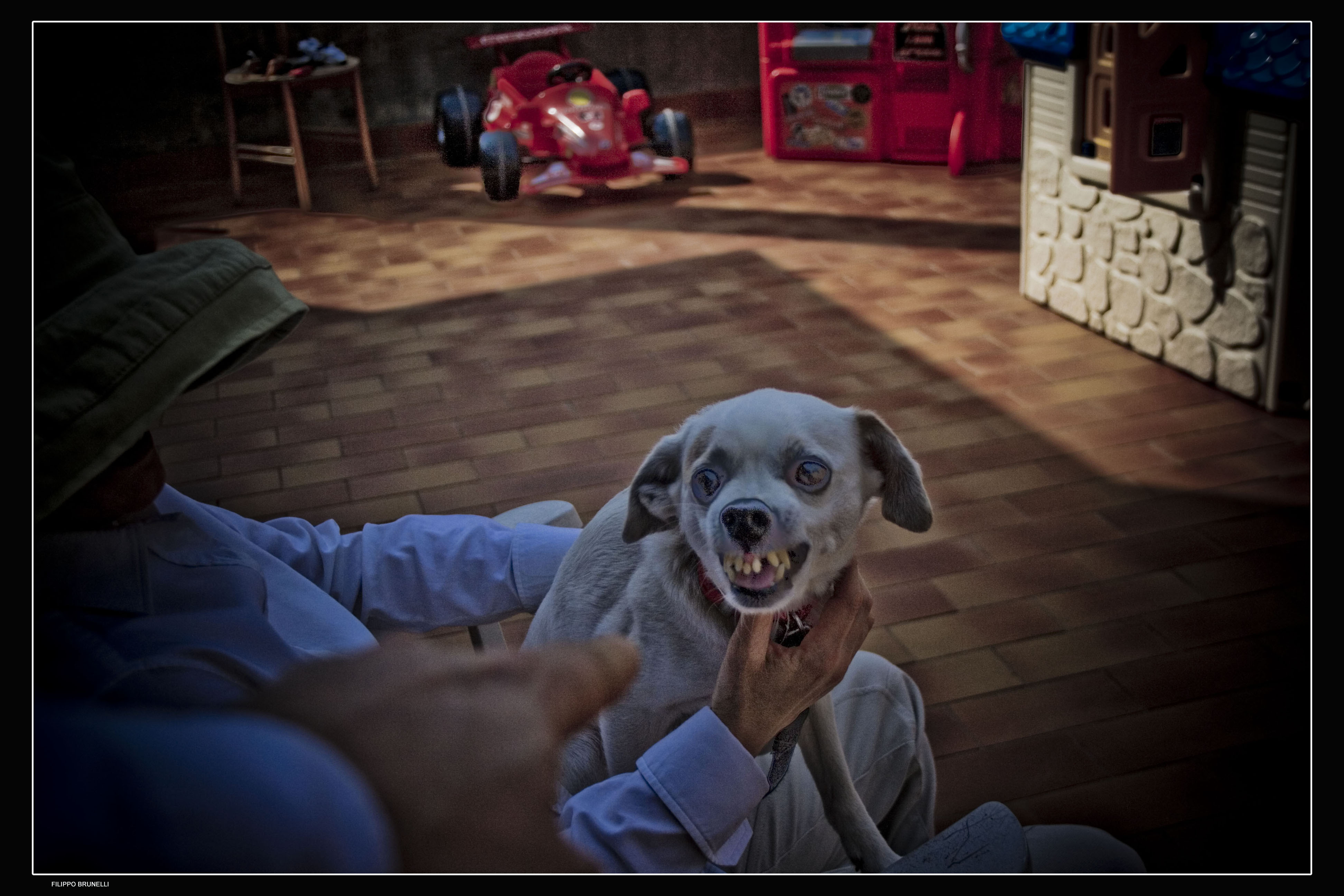 Indefinito Cane HDR 