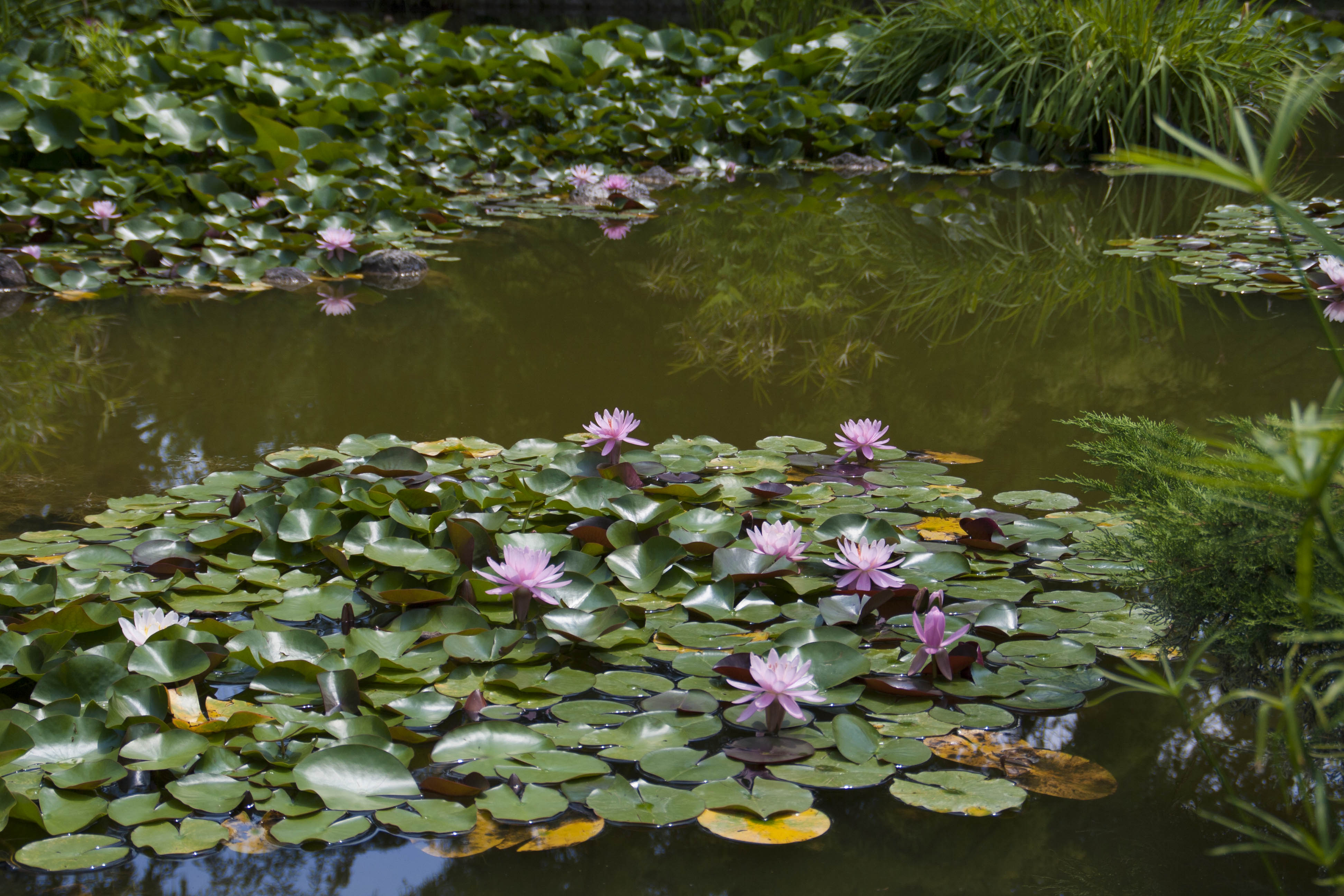 Valeggio sul Mincio (Vr) Fiori Natura Parco Sigurà