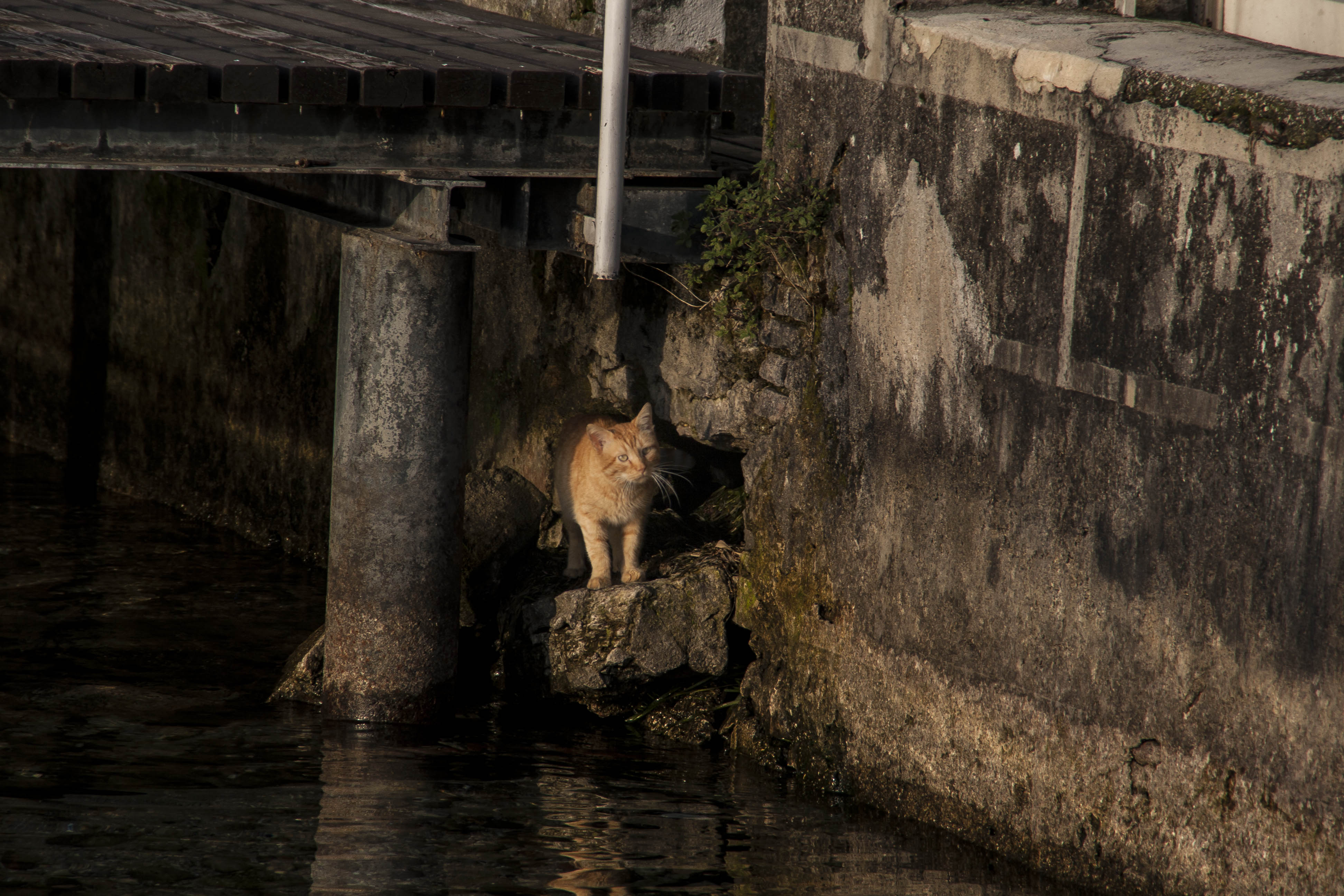 Sirmione (Bs) Animali Gatto Lago di Garda 