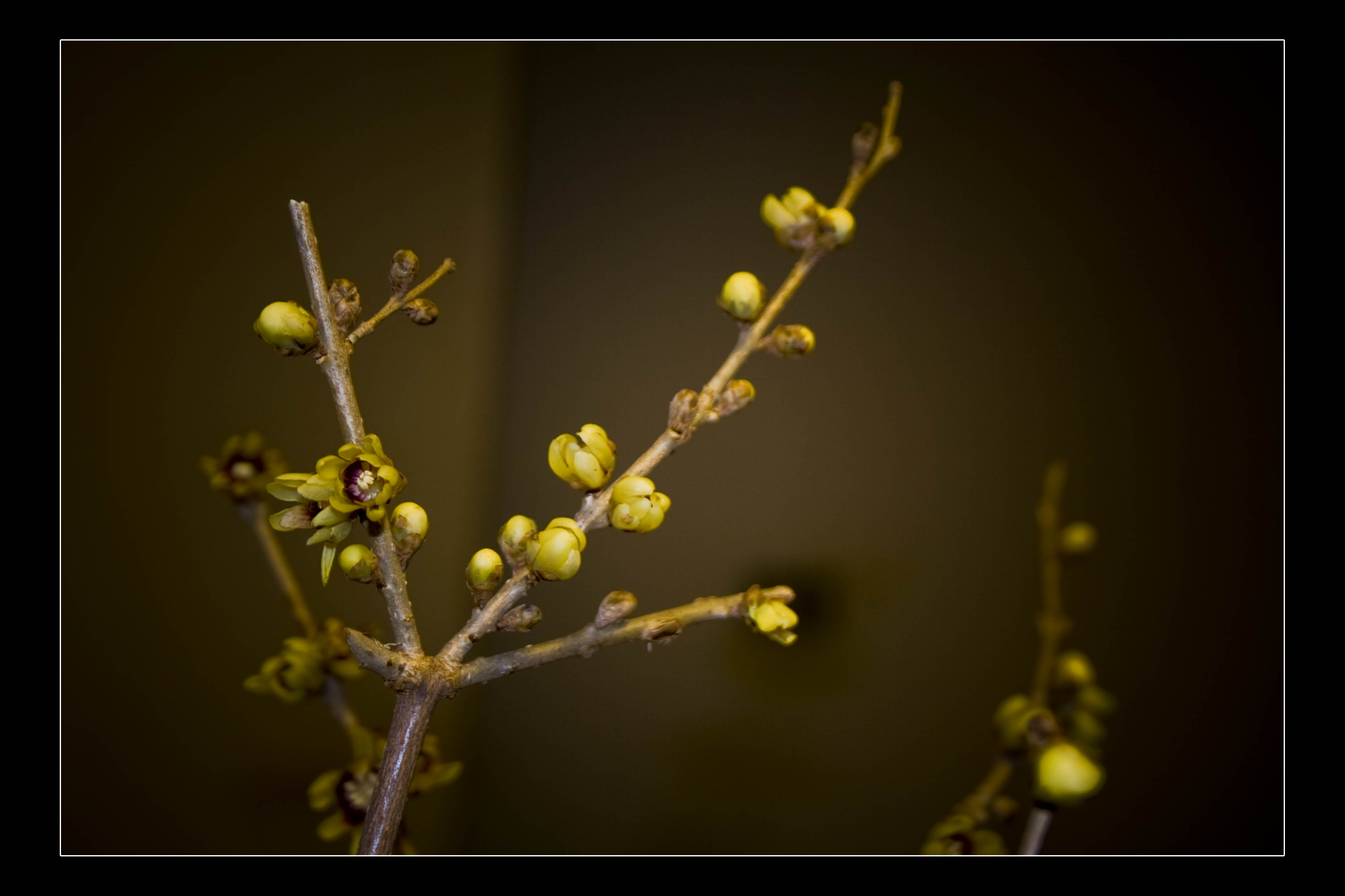 Indefinito Fiori Natura HDR 