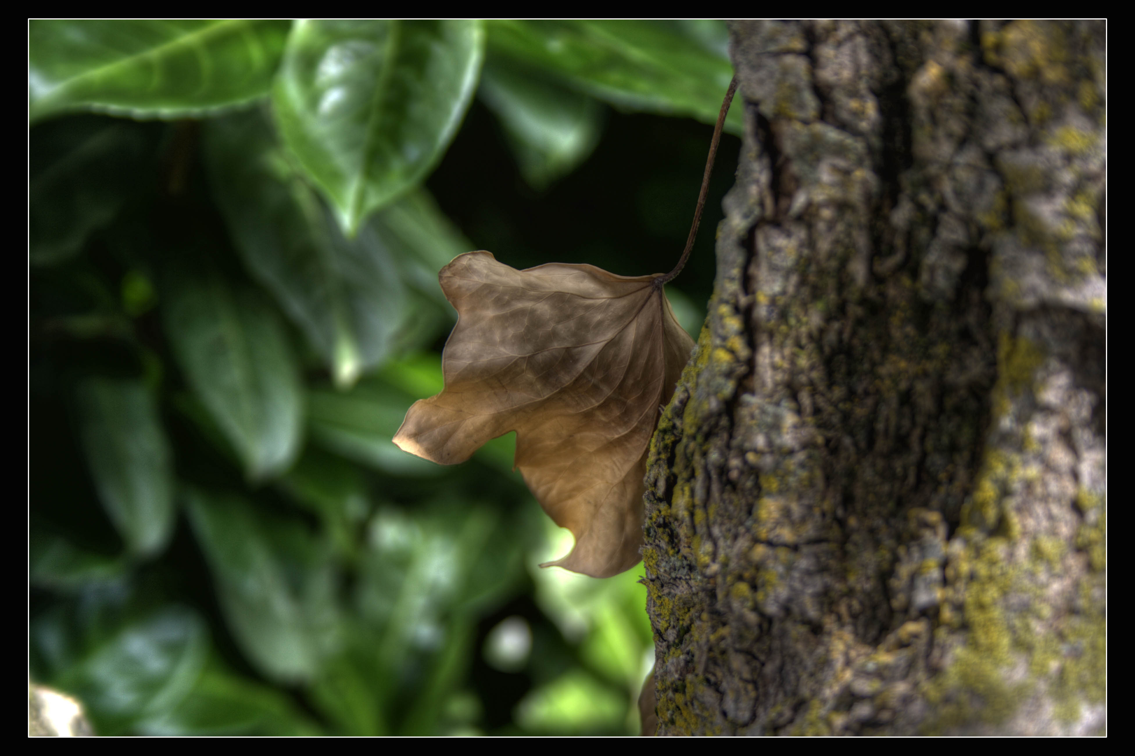 Indefinito Natura HDR 