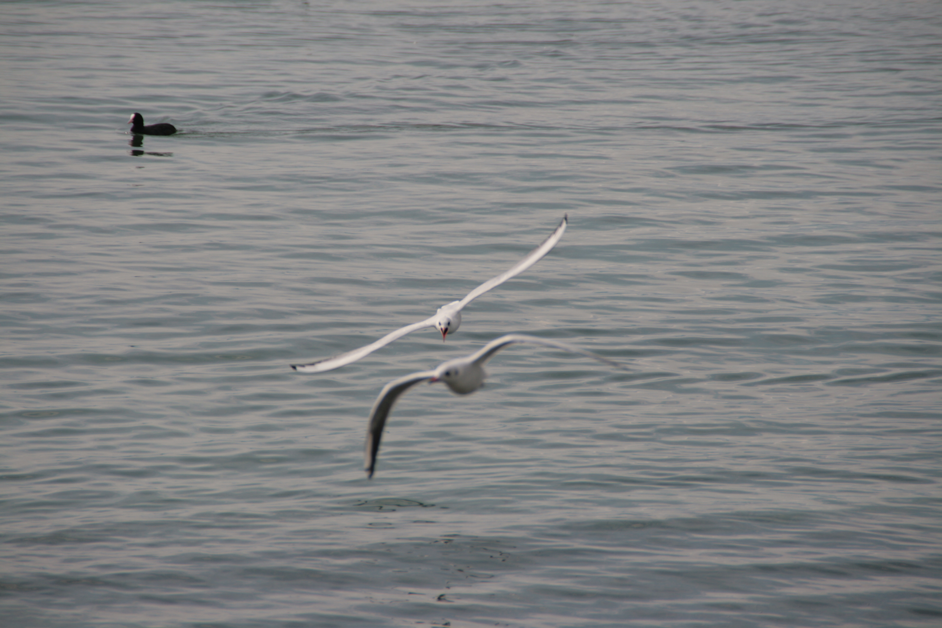 Bardolino (Vr) Lago Animali Uccelli Gabbiani Ti Prendo!!!!