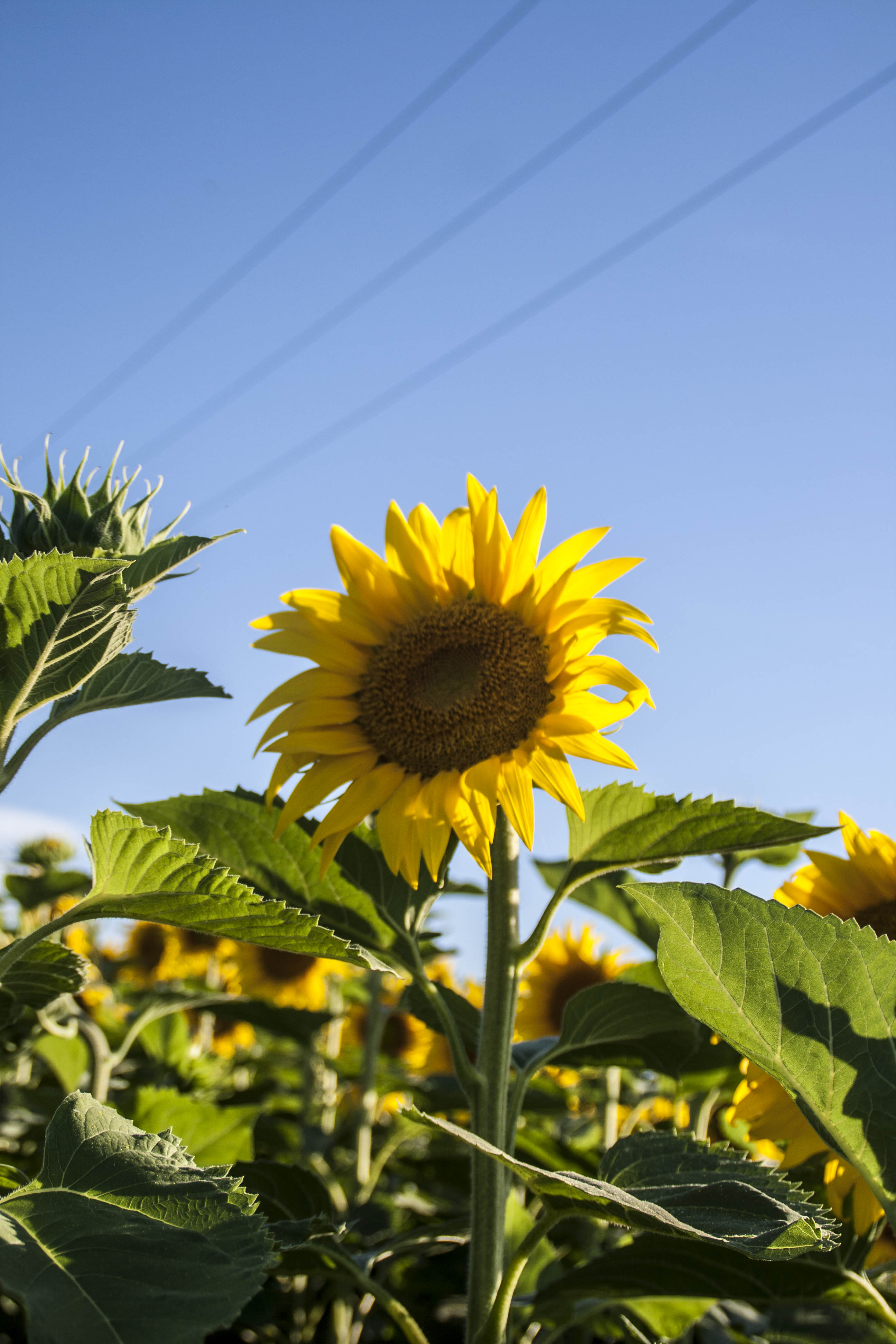 N/A Fiori Natura Girasoli