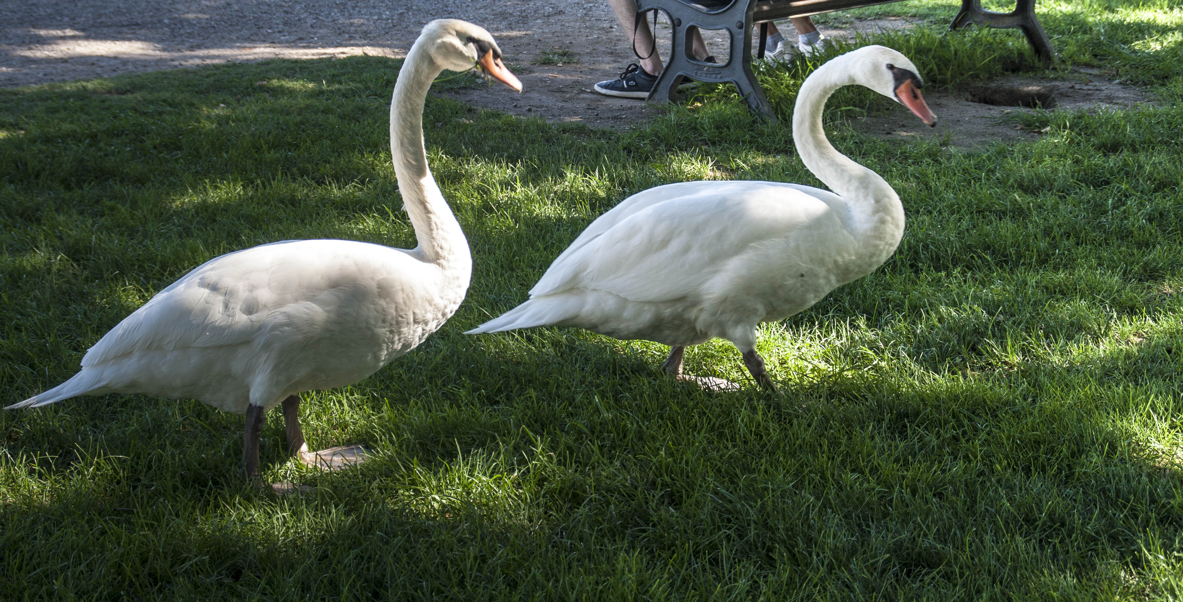 Mantova Cigni Natura Uccelli 