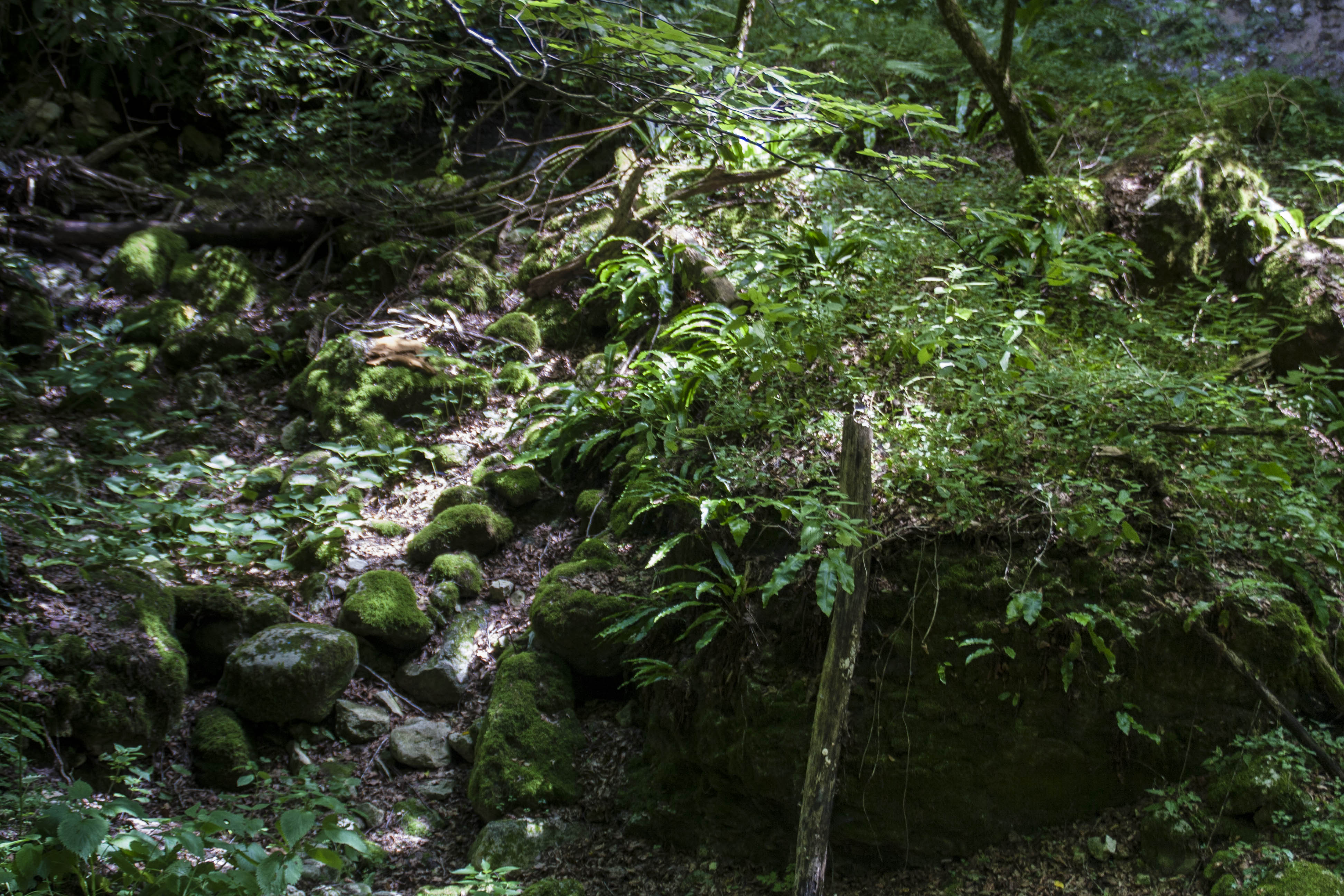 Ponte di Veja Natura 