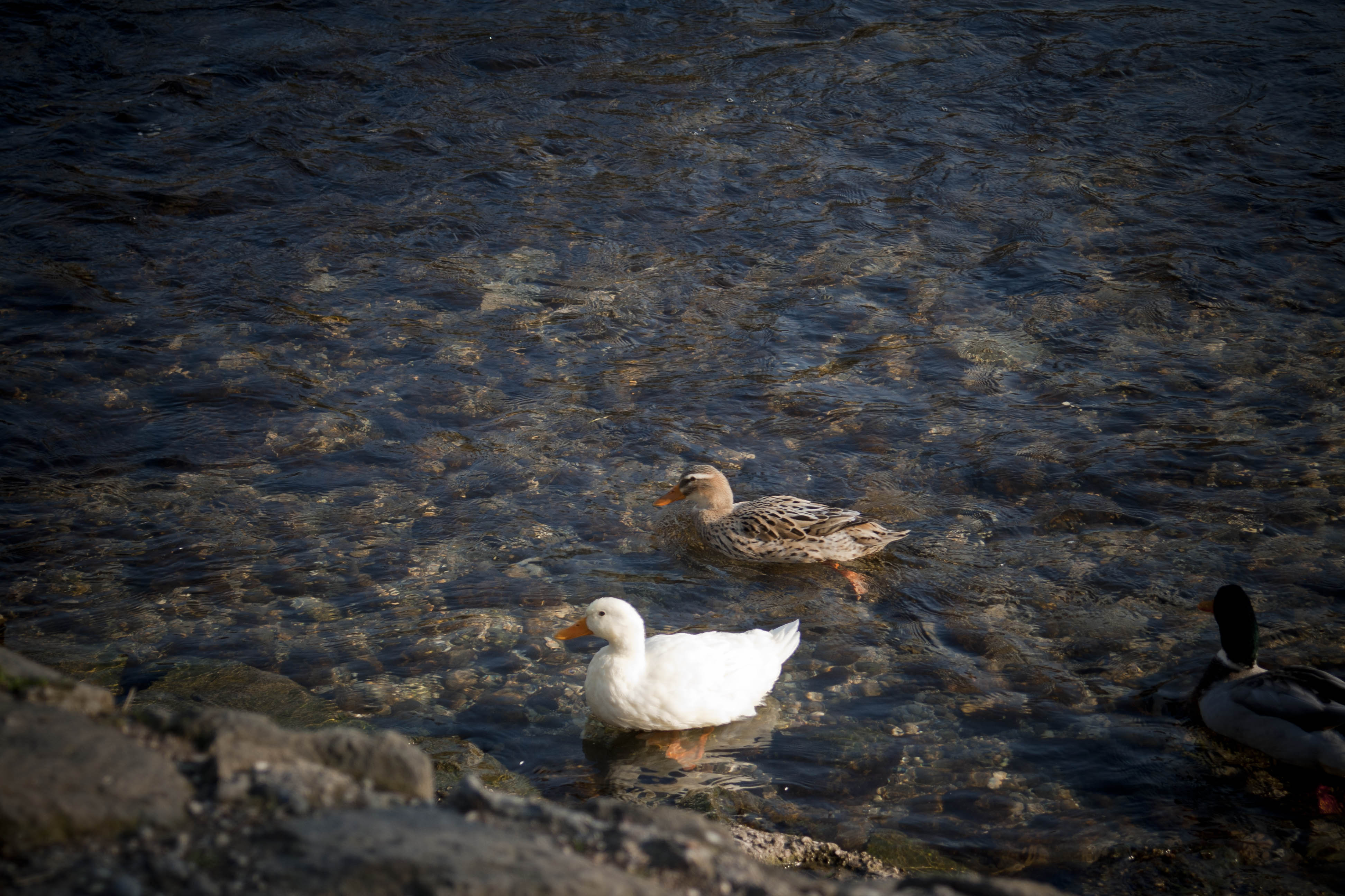 Borghetto (Vr) Fiume Mincio Anatre Animali Natura 