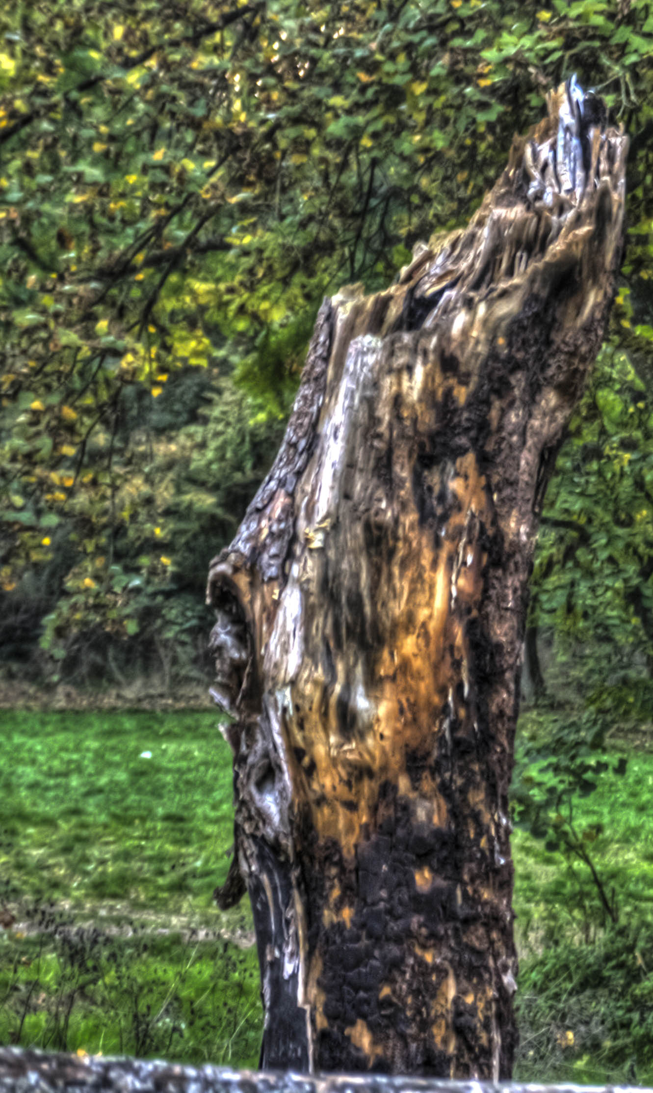 Bologna Natura Tronco d'albero HDR 