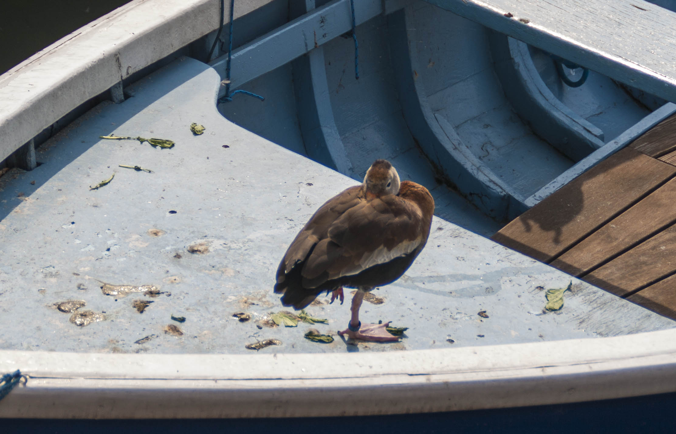 Malcesine Barca uccello 