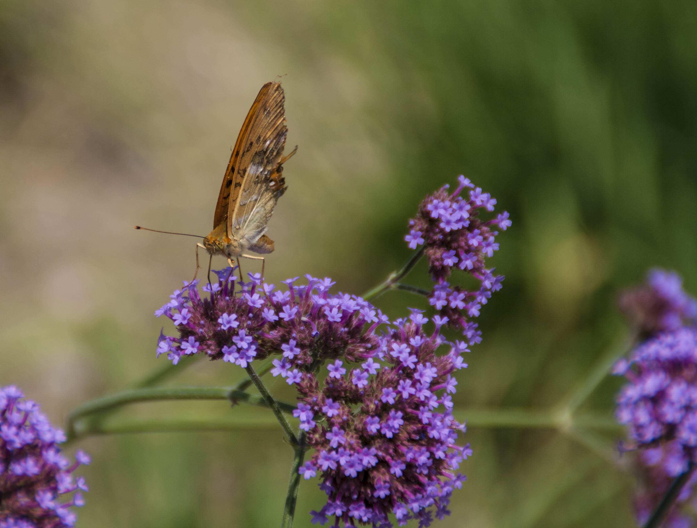 Valeggio sul Mincio (Vr) Fiori Natura Parco Sigurà