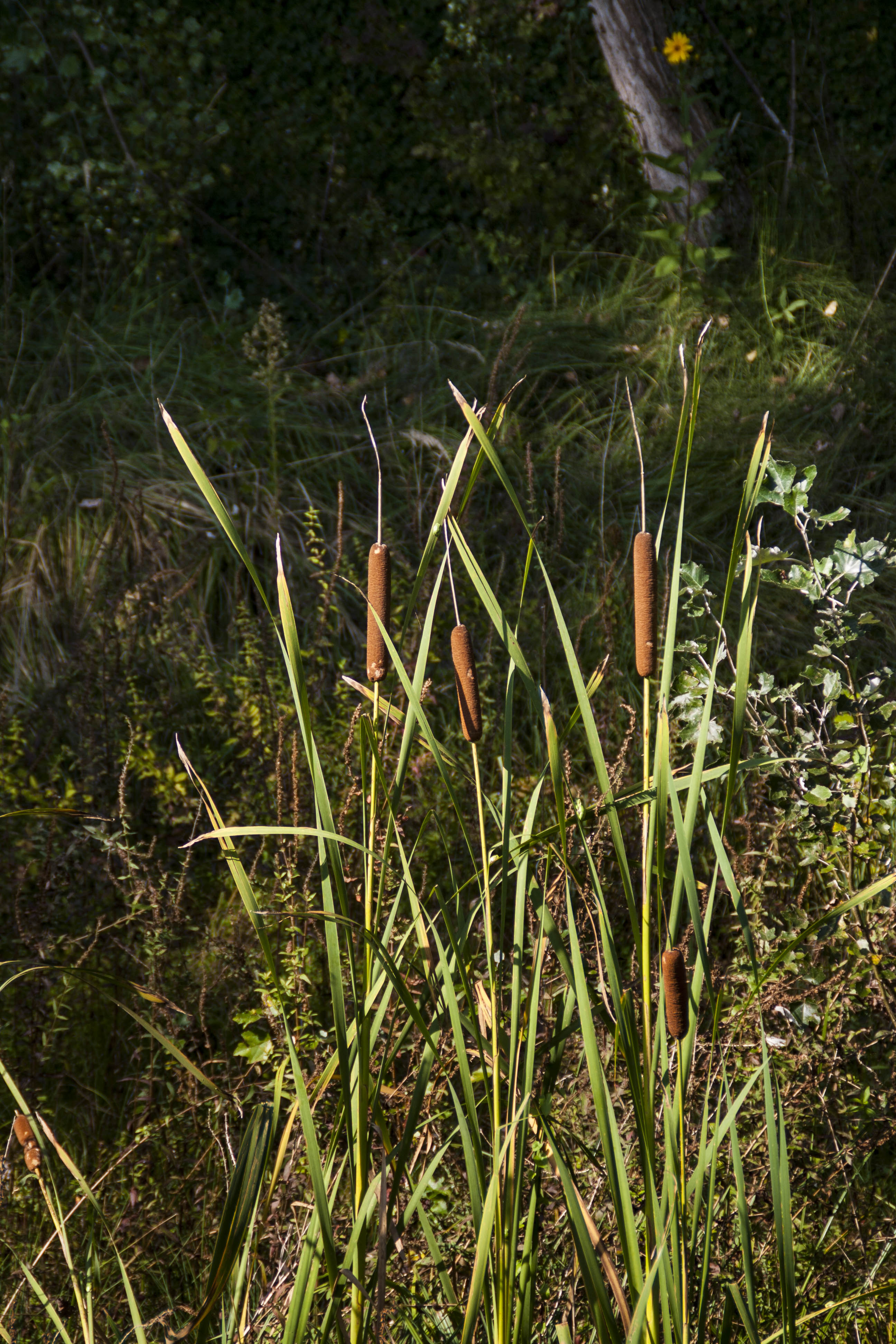 Verona Natura Piante Fiori Camminata Parco dell'Adige