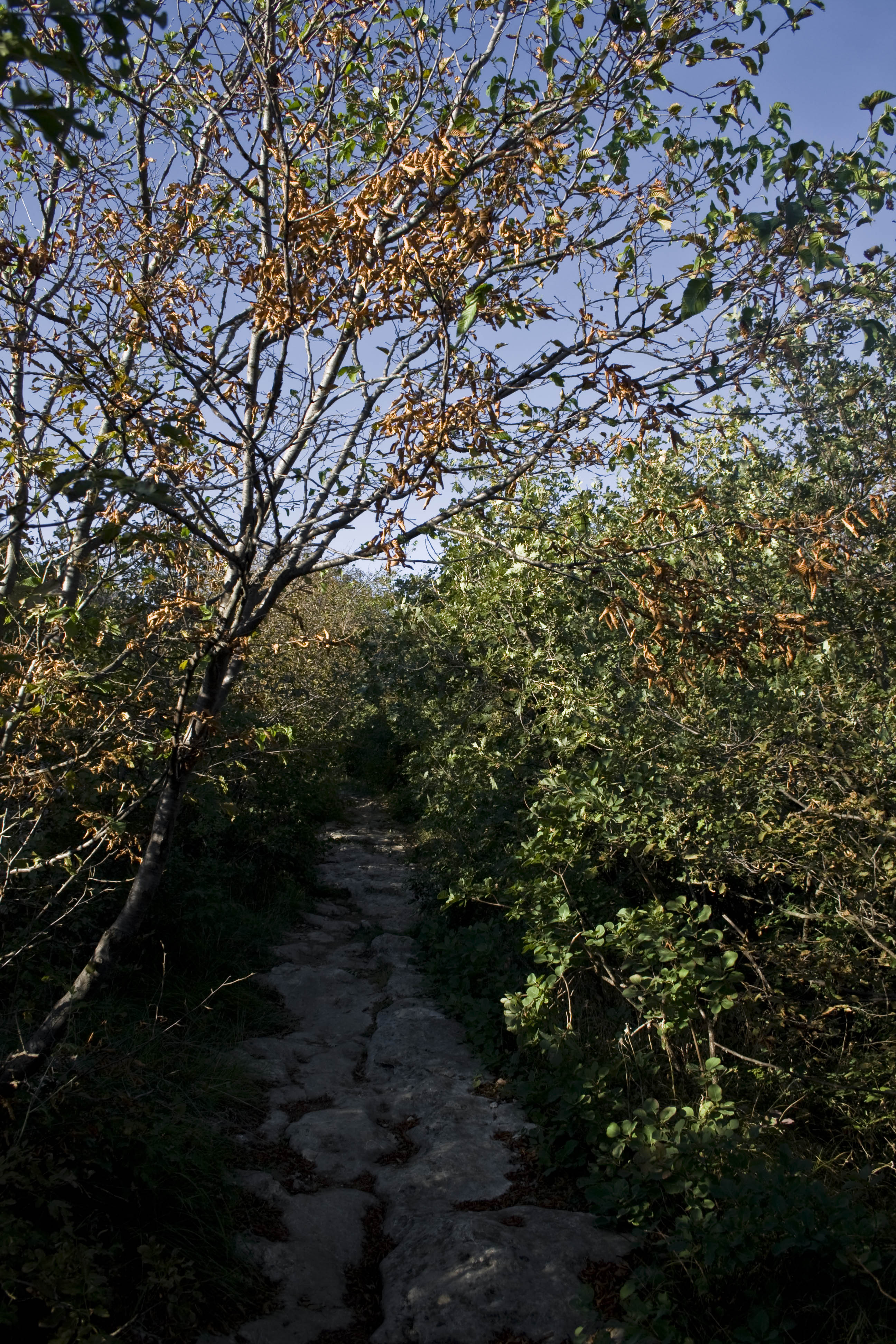 Verona Bosco Strada Sentiero 