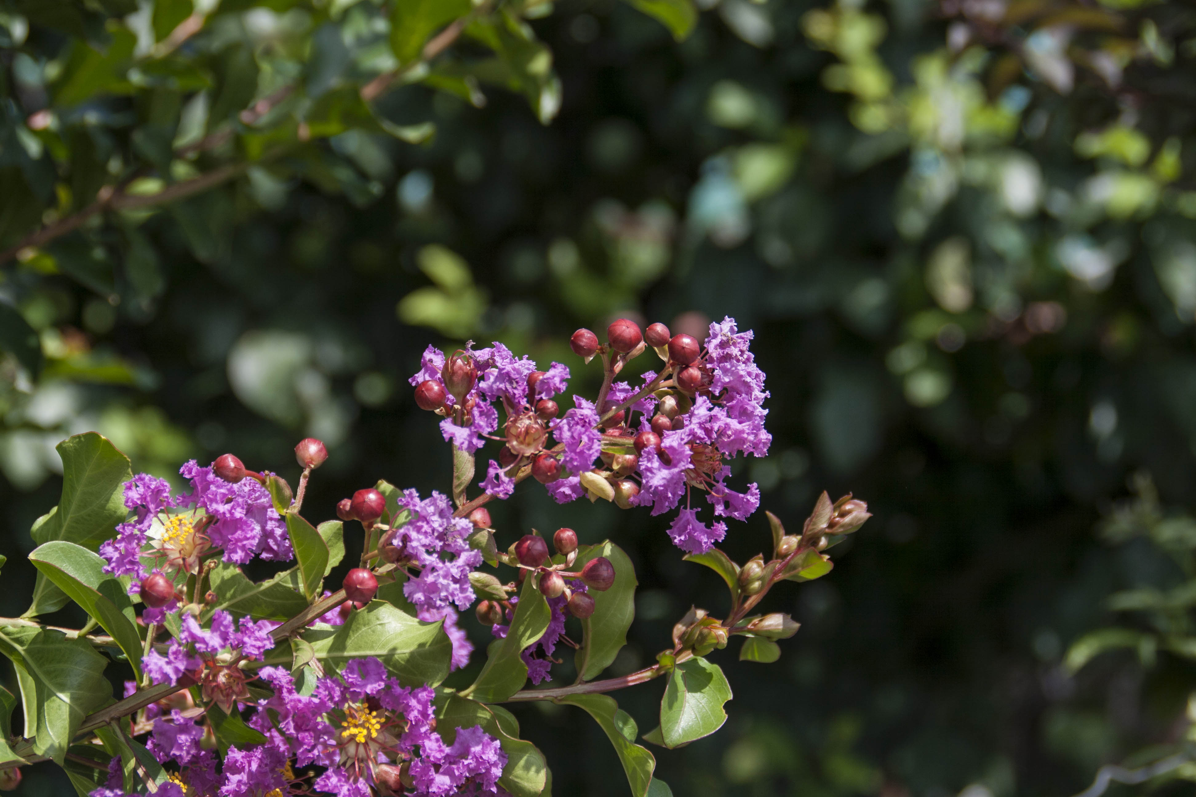 Crespellano (Bo) Natura Fiori 