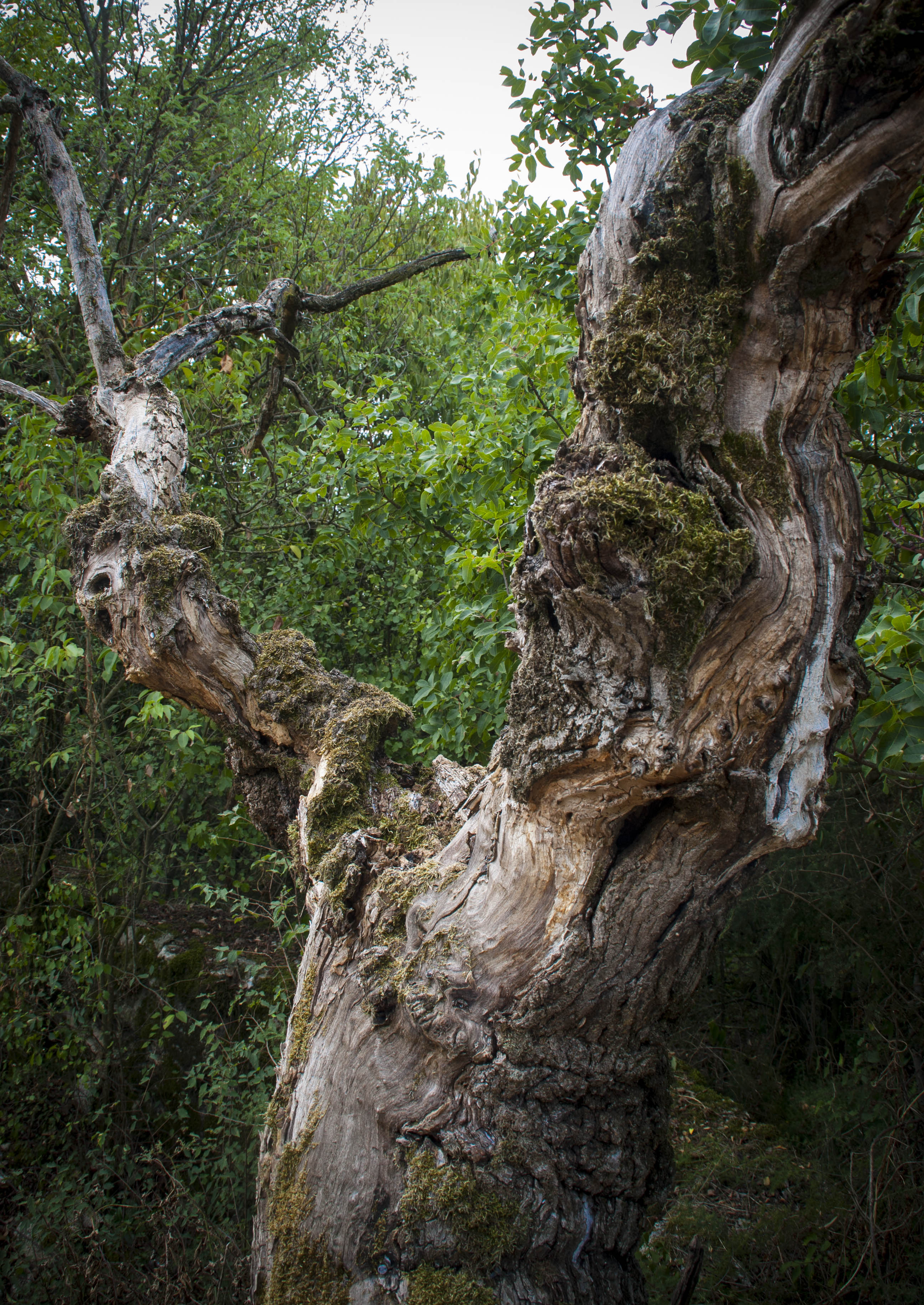 N/A Albero Natura 