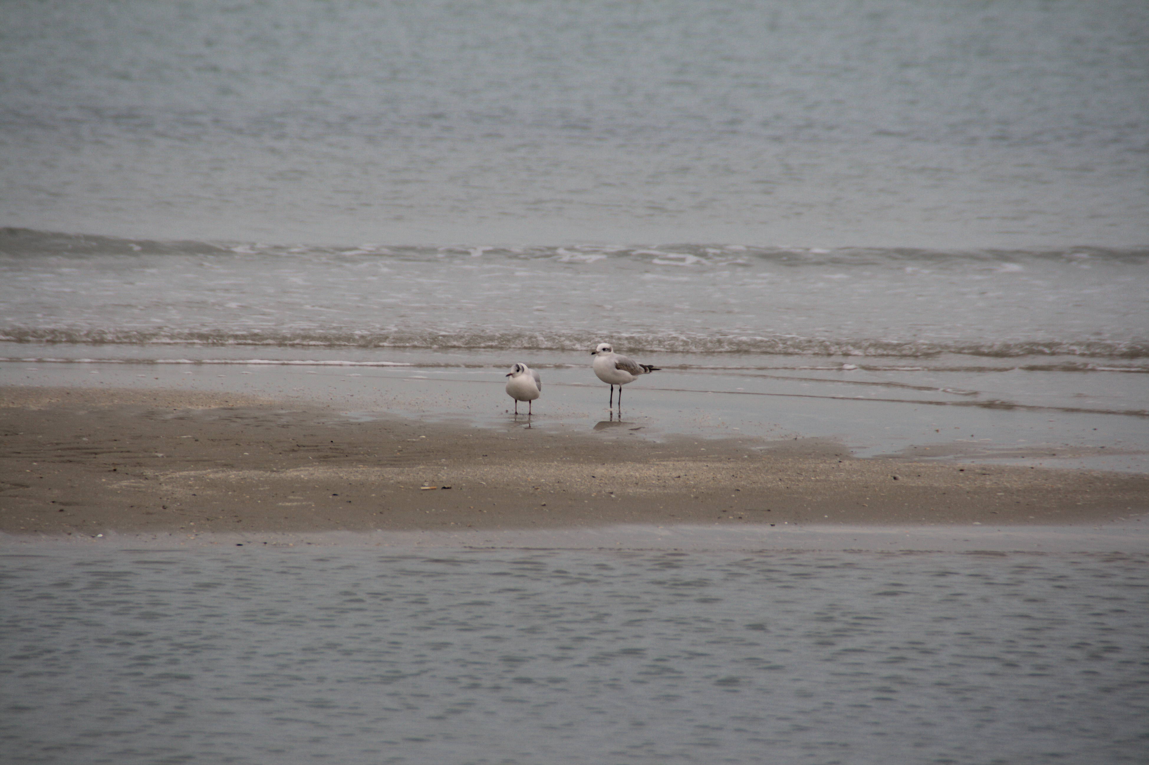 Marina di Ravenna Mare Gabbiani Uccelli Natura 