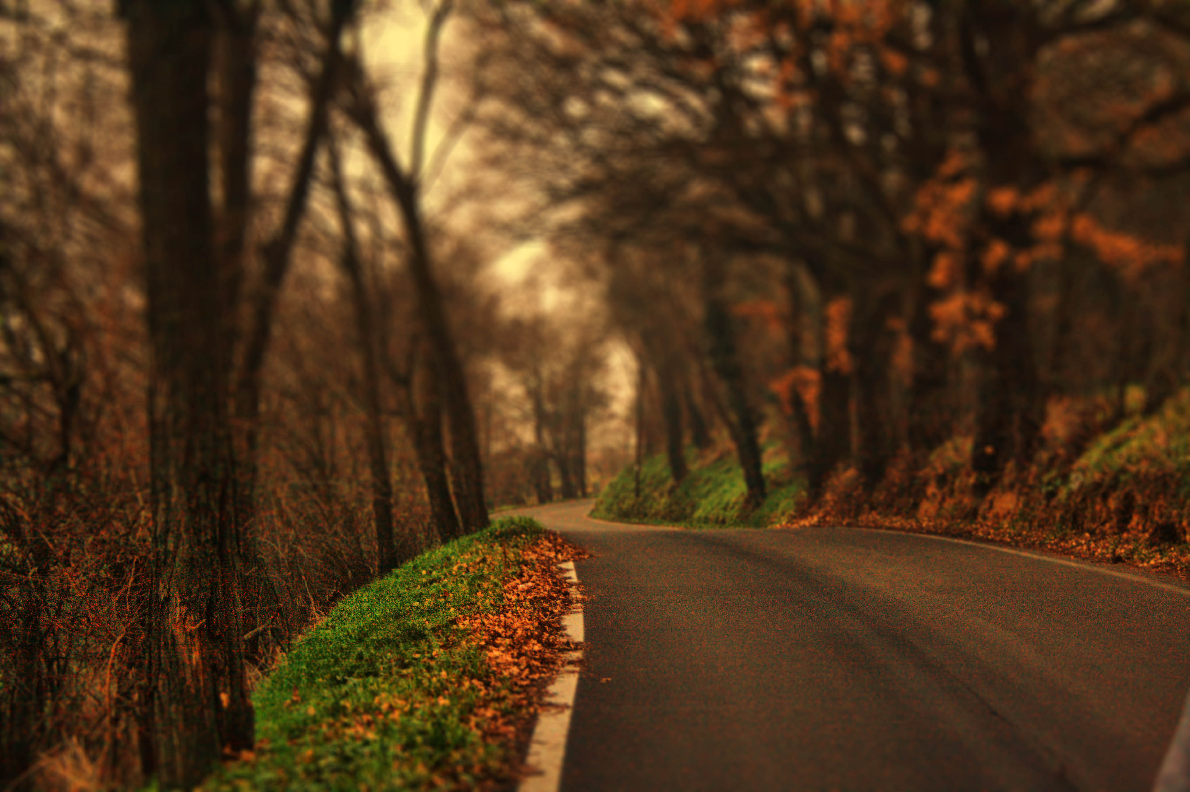 Crespellano (Bo) Strada Autunno Foglie 