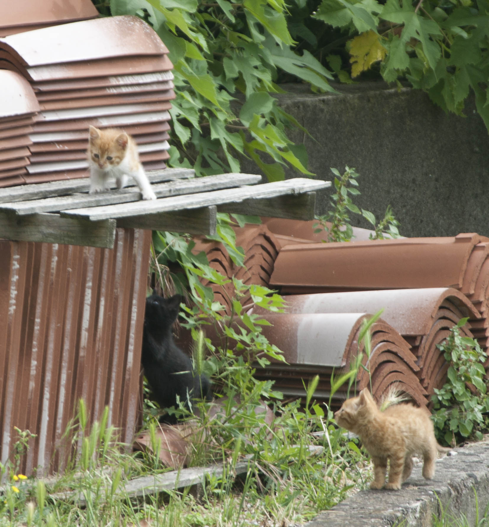 N/A Gatto Animali Natura 