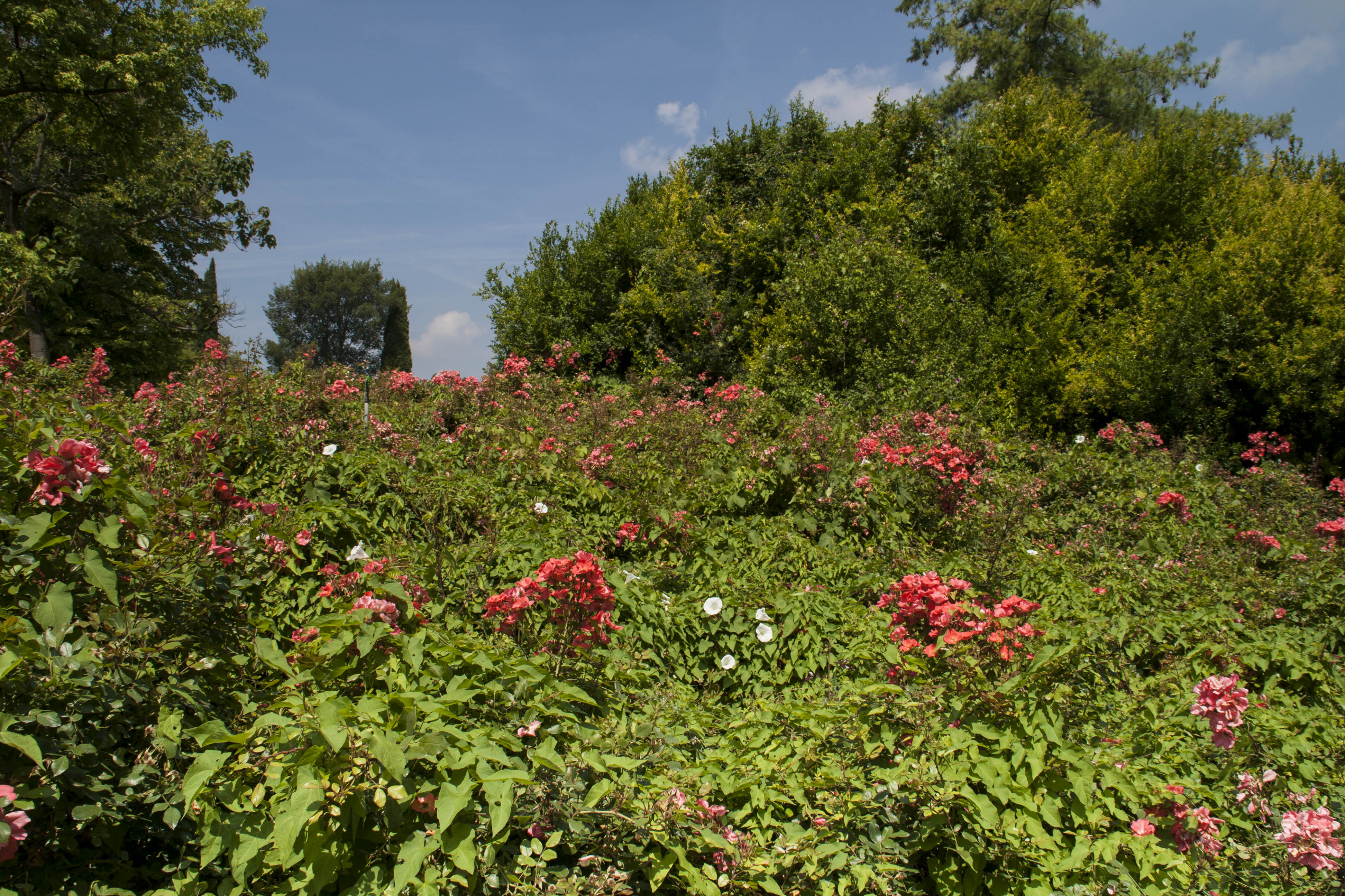 Valeggio sul Mincio (Vr) Fiori Natura Parco Sigurà