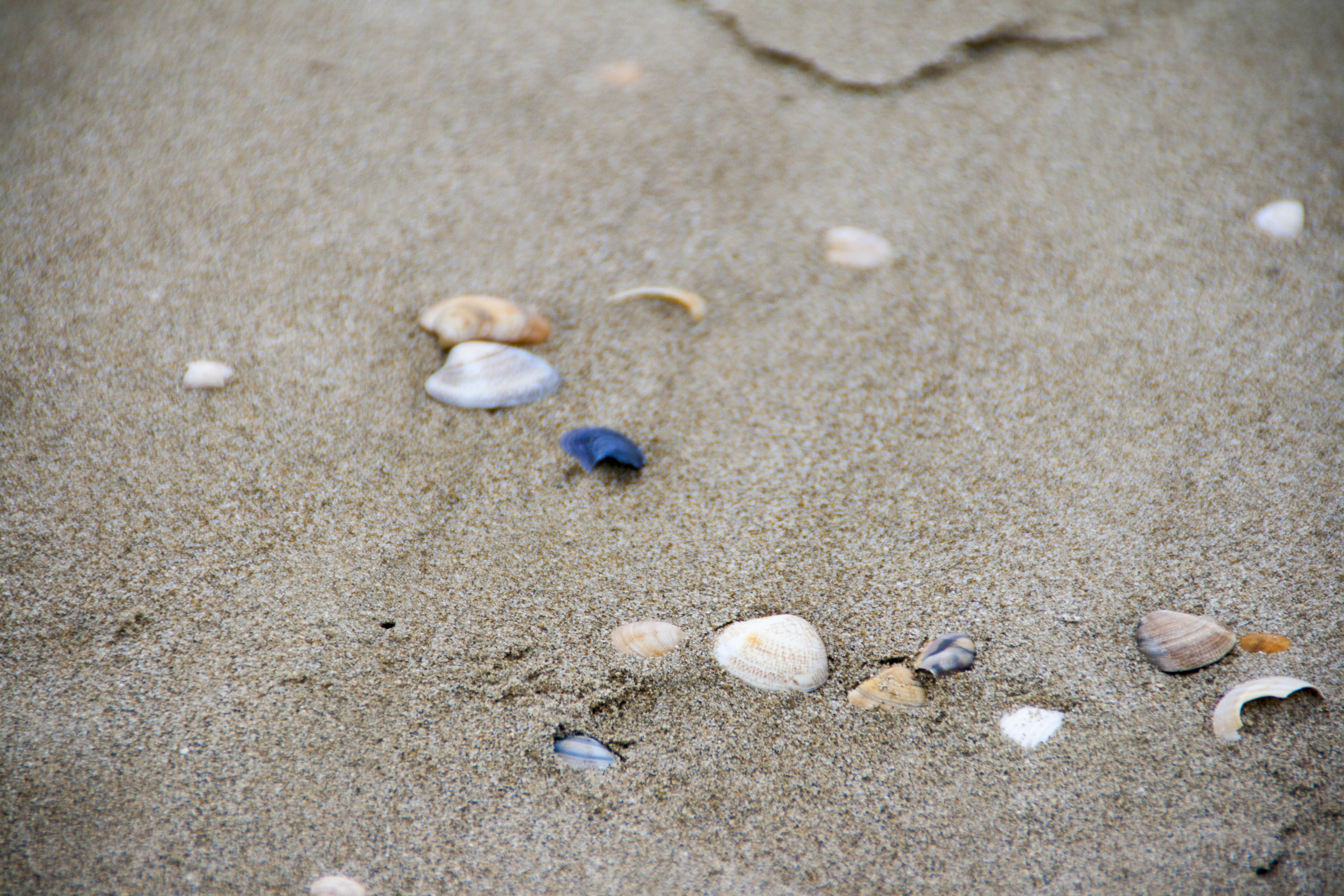 Marina di Ravenna Conchiglie particolare mare Natura 