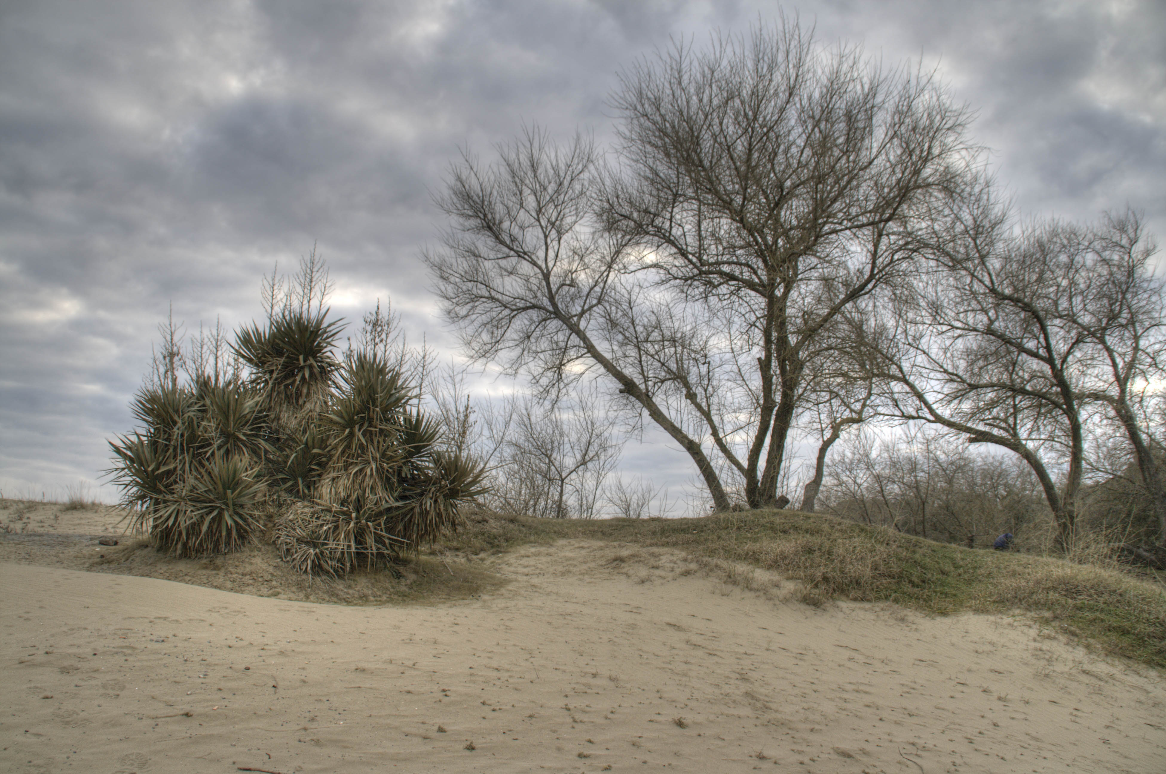 Marina di Ravenna Sabbia Natura cielo 