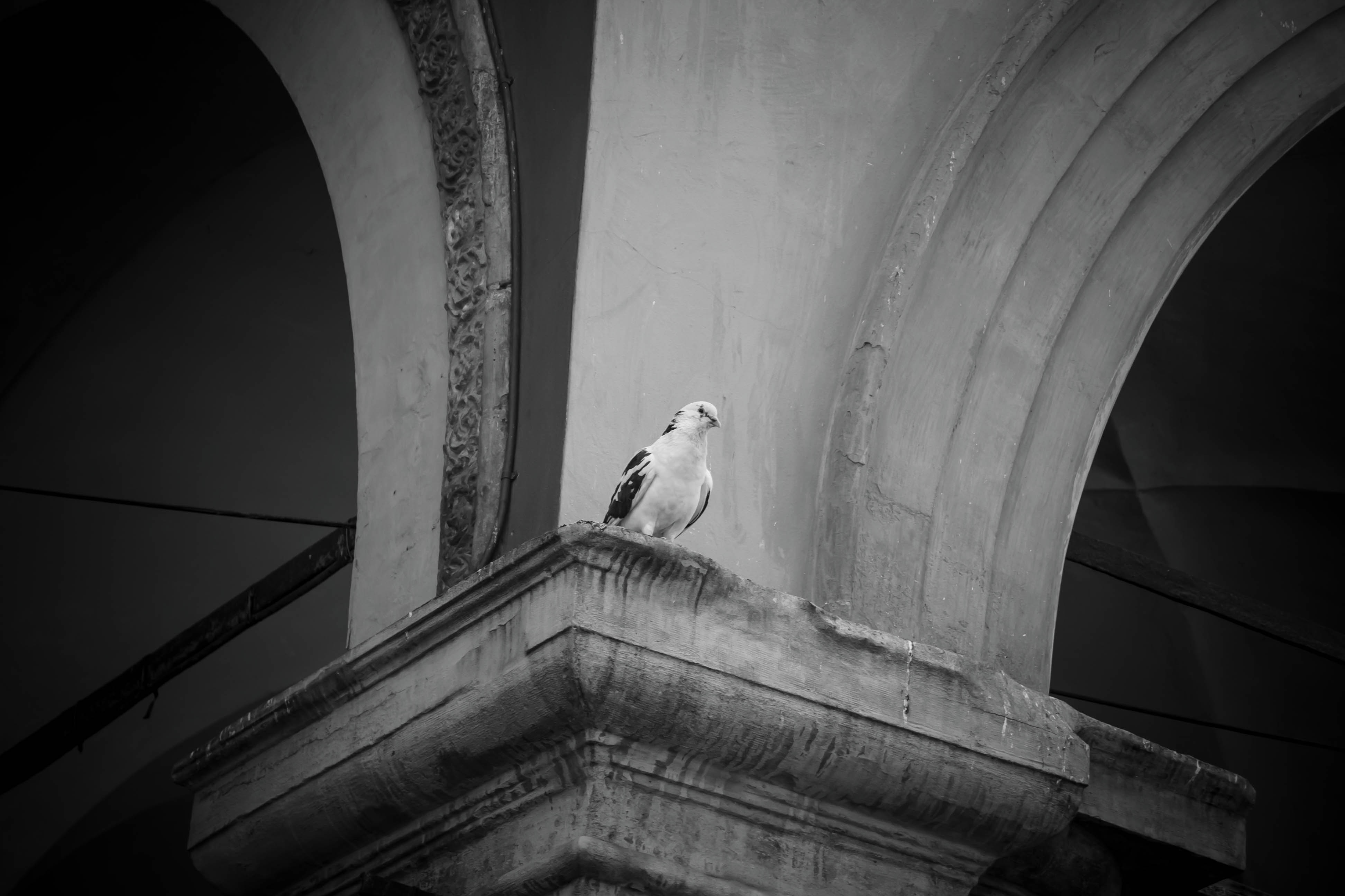 Bologna Piccione Animali B/N  