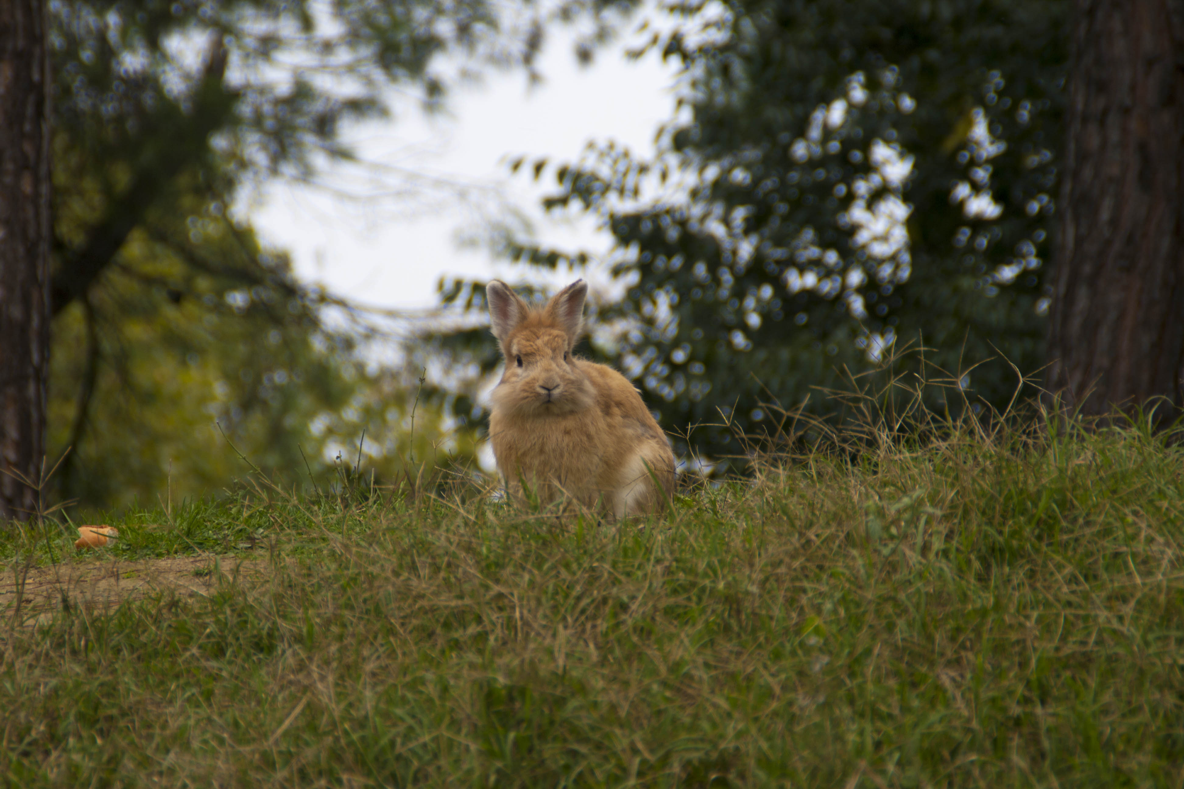 Faenza Conigli Natura Parco 