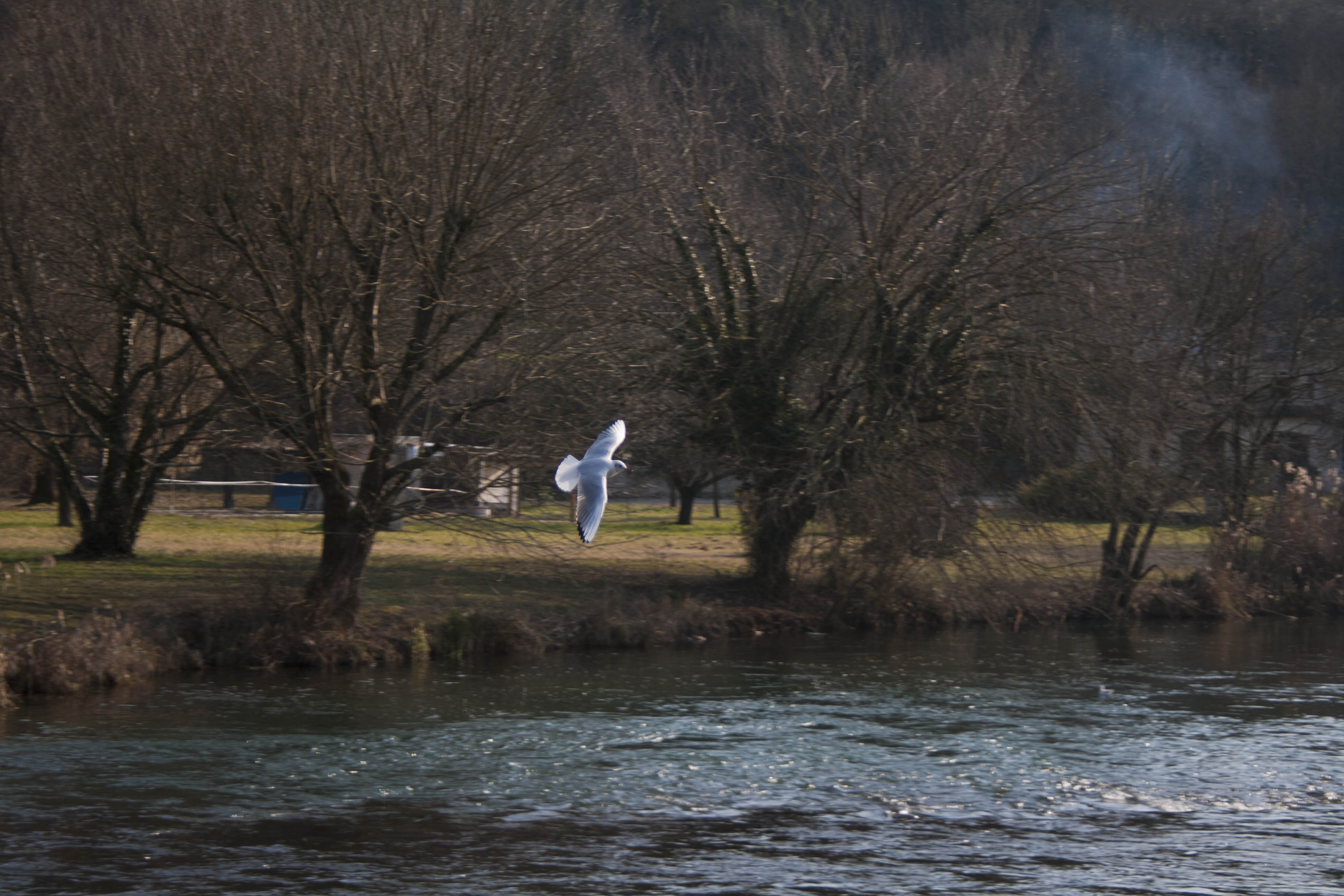 Bardolino (Vr) Fiume Mincio Gabbiano Animali Natura 