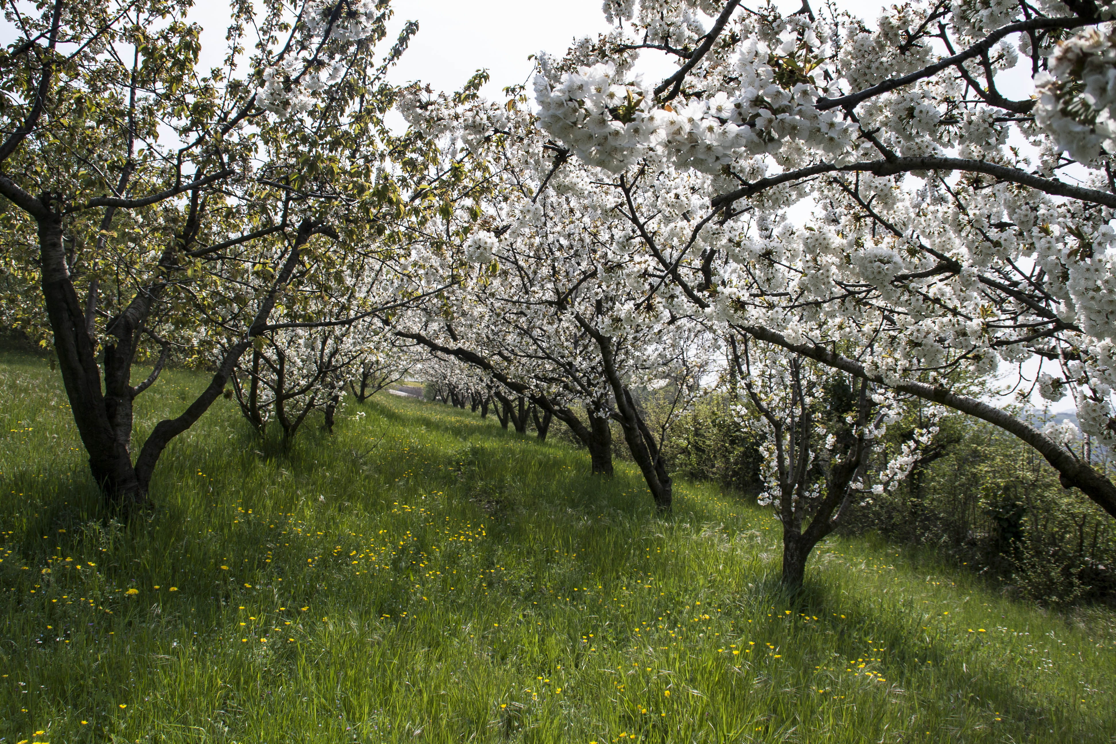 Torricelle (Vr) Alberi Fiori Natura 