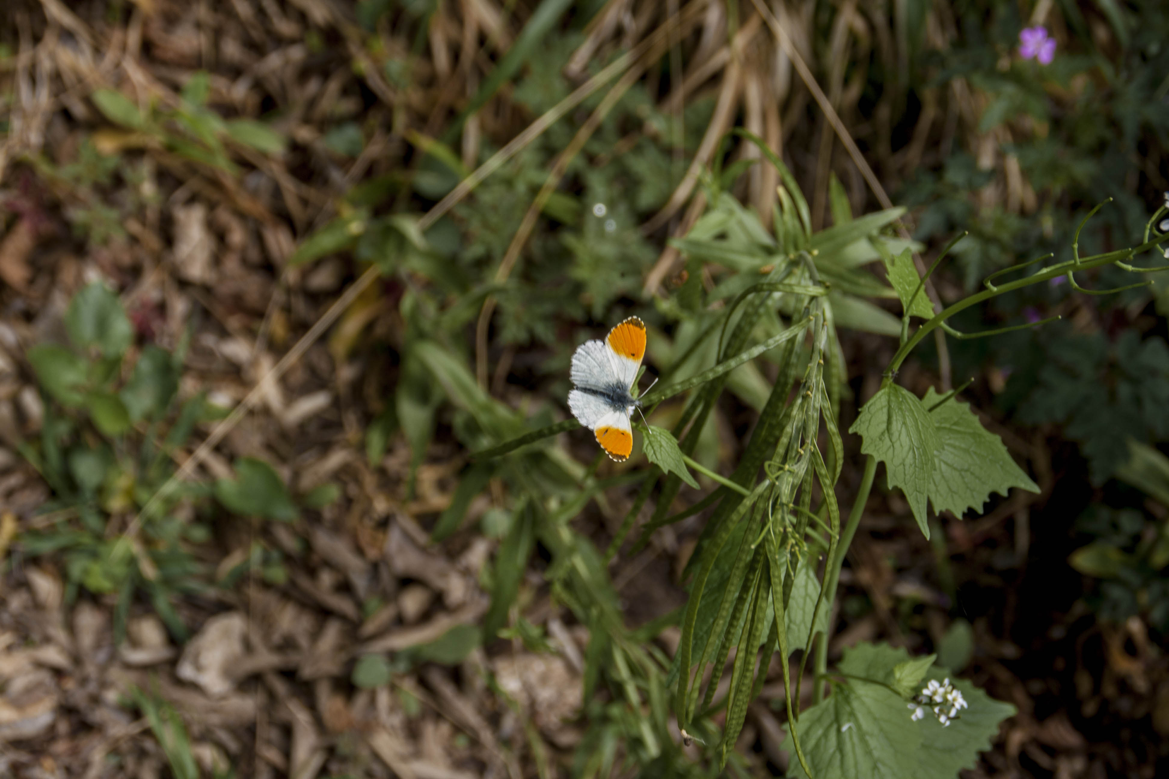 N/A Natura Farfalla Insetti 