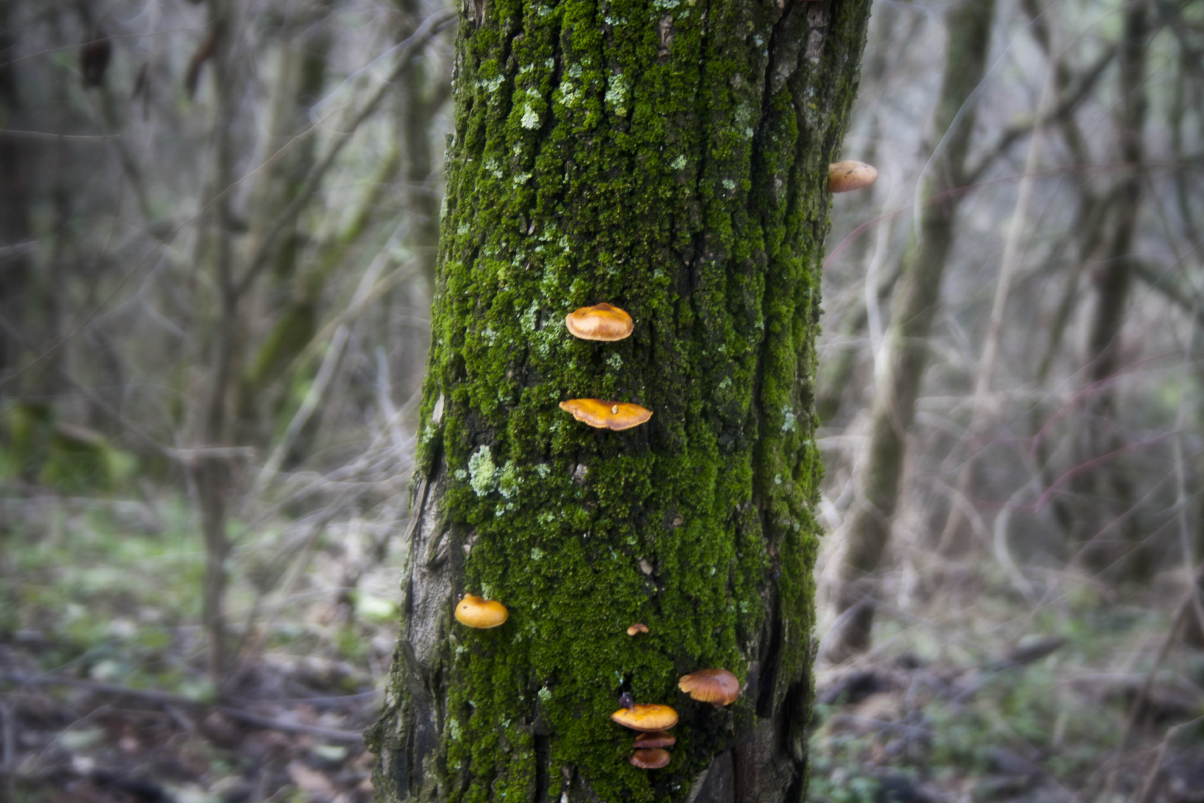 Crespellano (Bo) Boschi Natura Funghi 