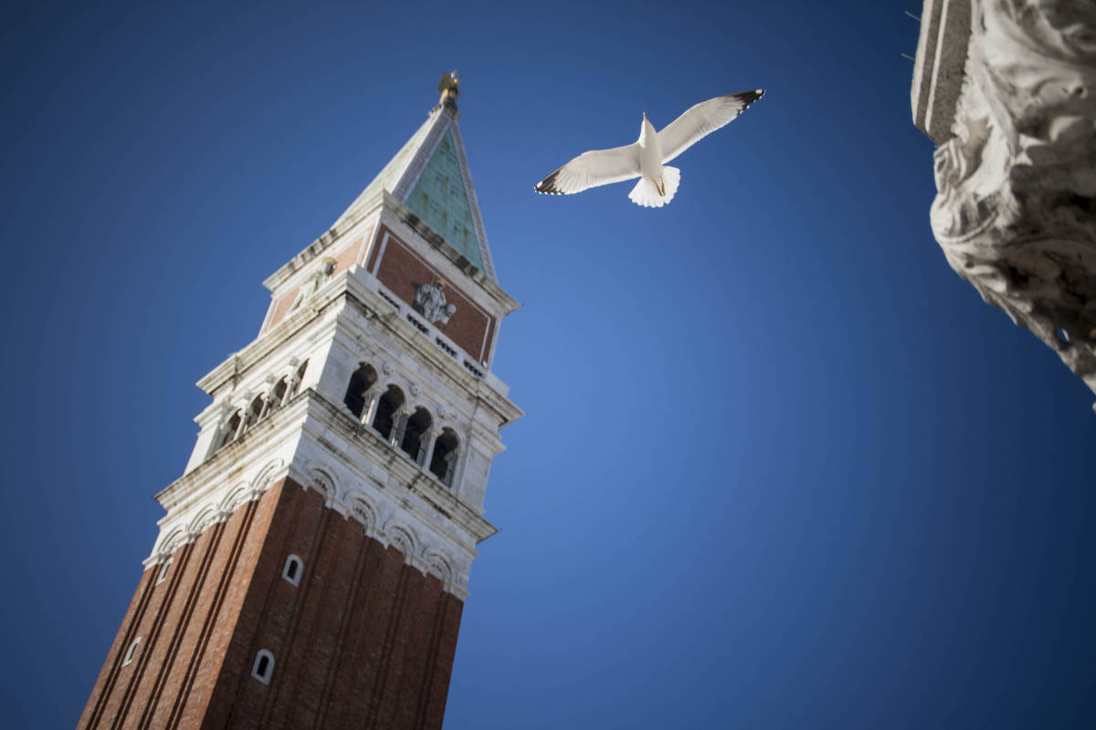 Venezia Edifici Monumenti Gabbiano 