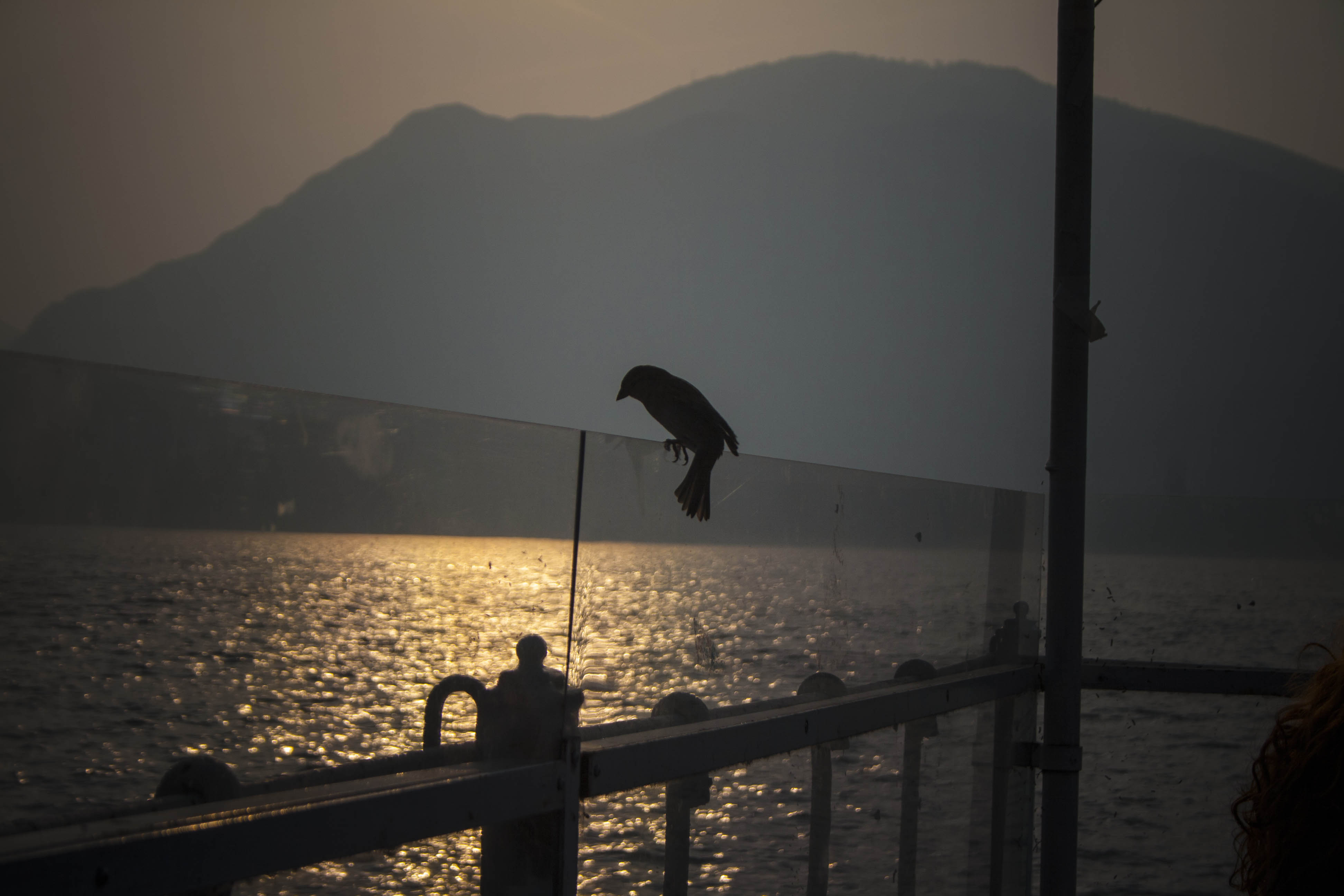 Torbole (Tn) Lago di Garda Tramonto Uccelli Natura 