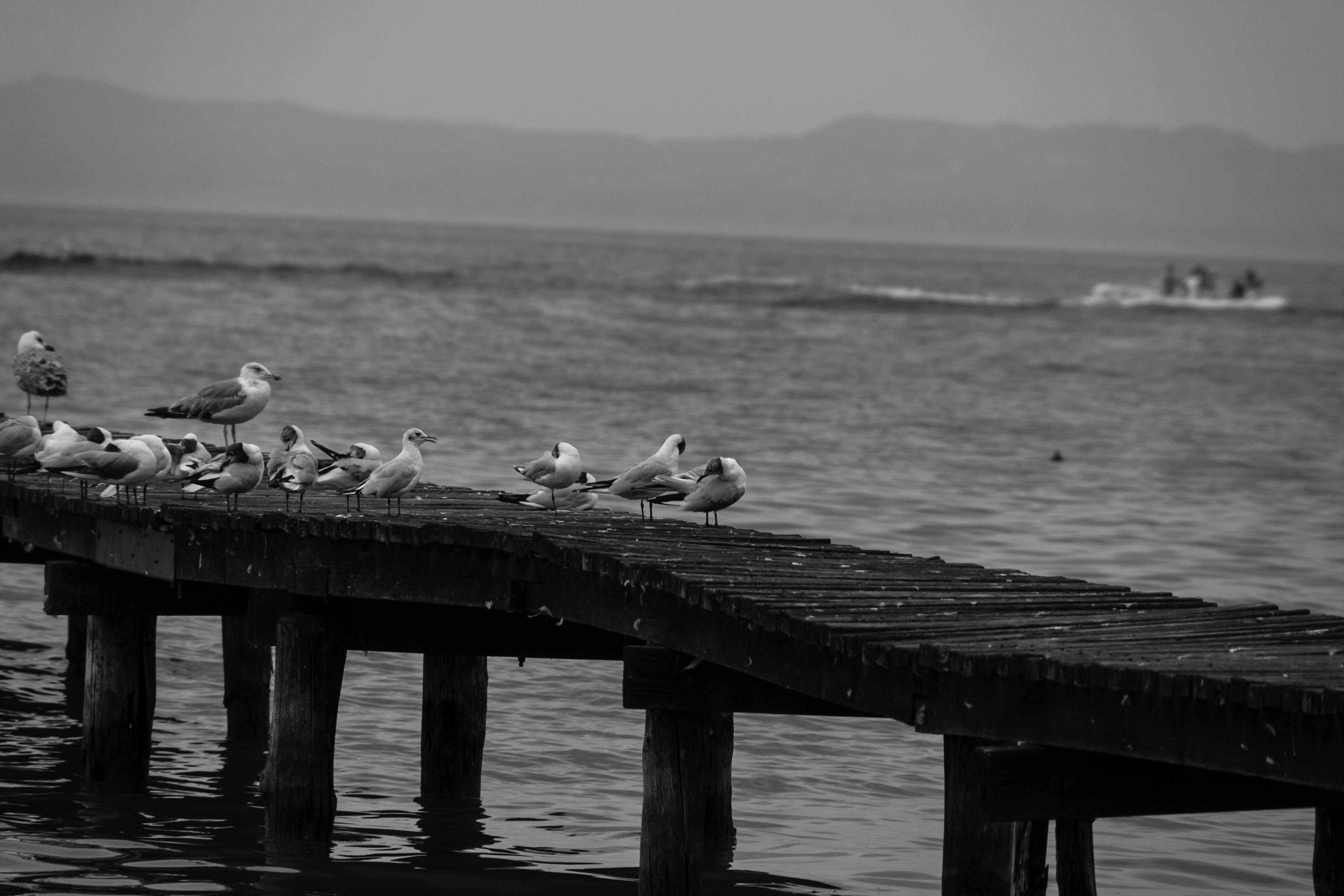 Garda (Vr) Lago di Garda Gabbiani B/N Uccelli Natura 