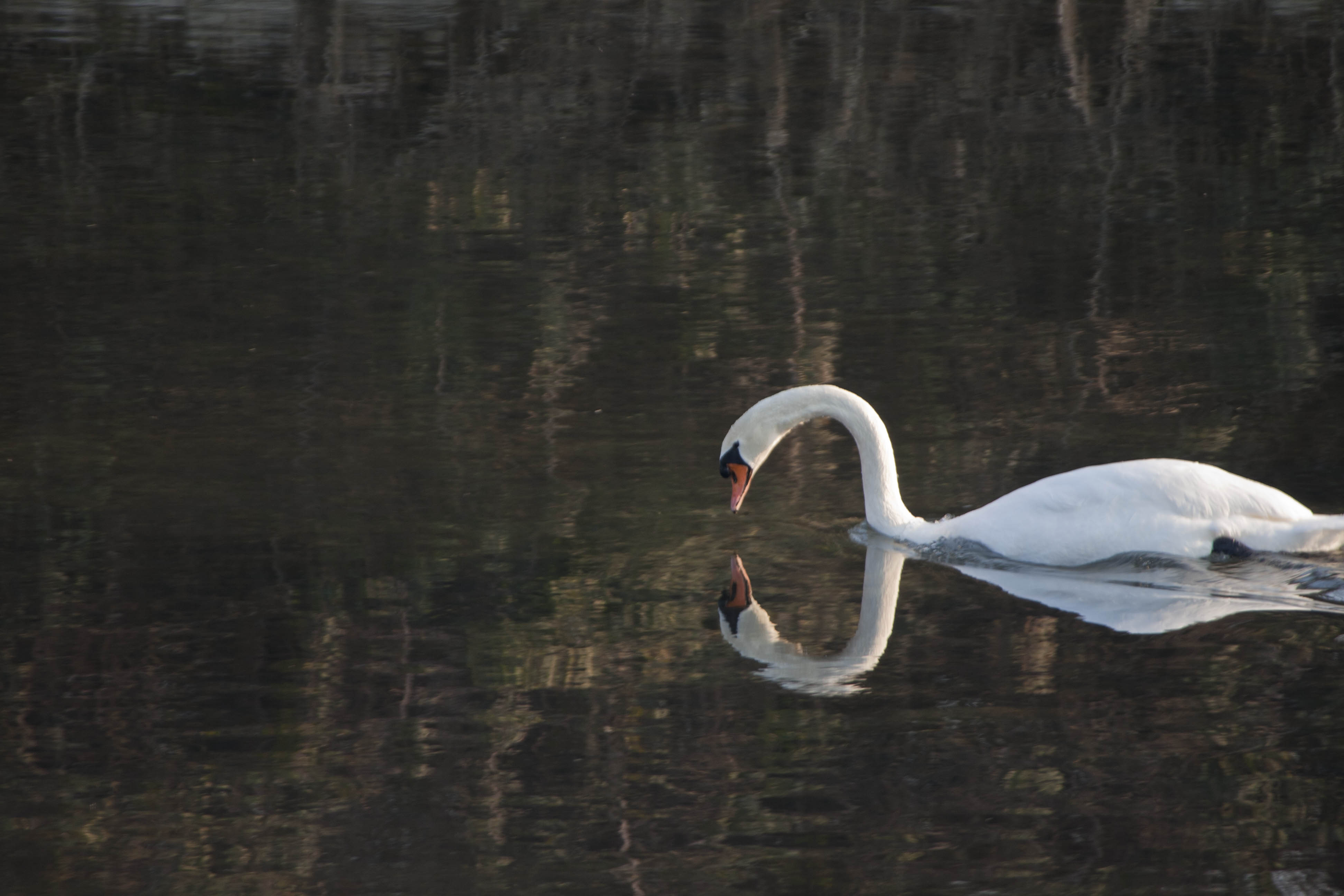 Borghetto (Vr) Fiume Mincio Cigno Natura Animali 