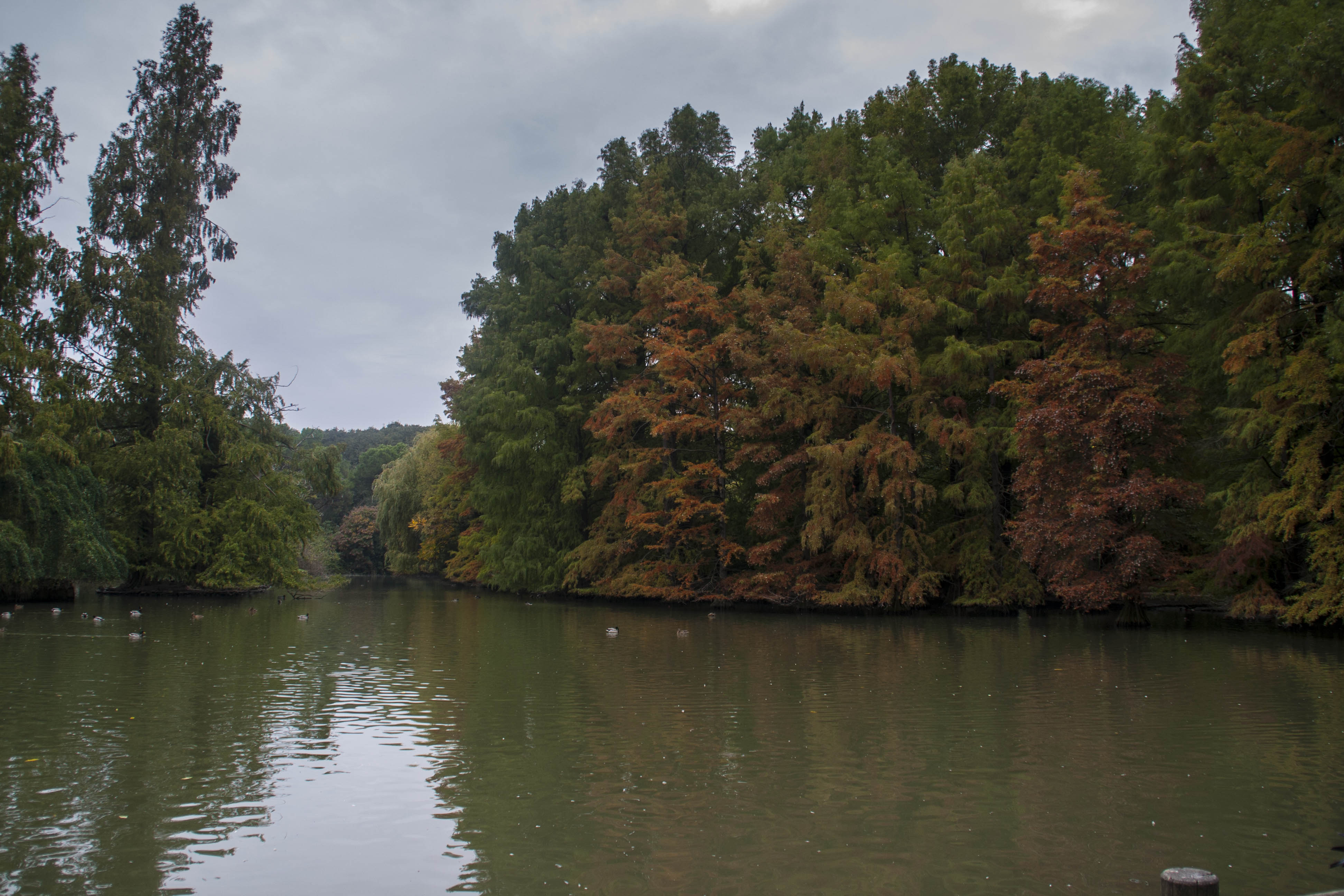 Faenza Natura Acqua Laghetto Colori d'autunno