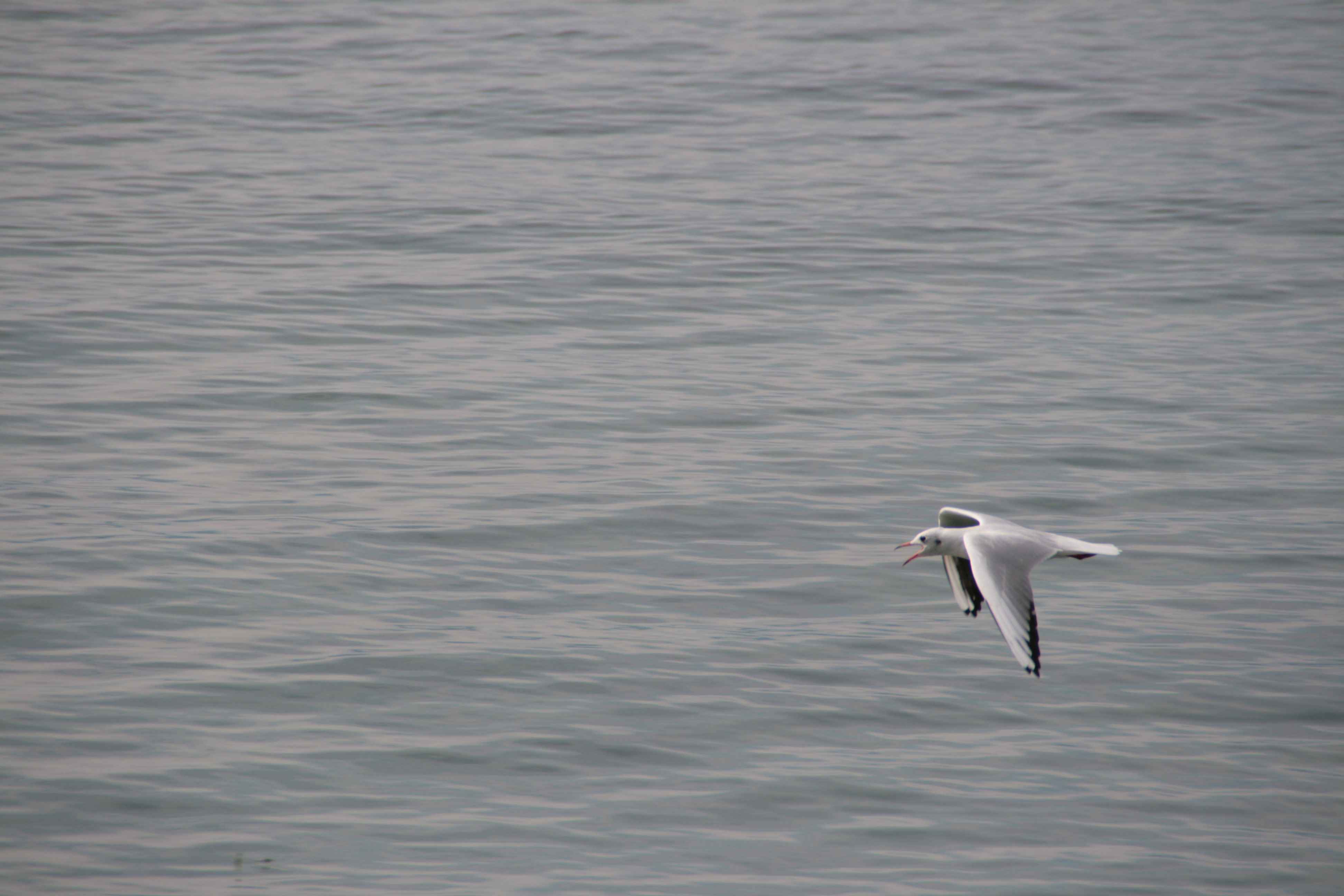 Bardolino (Vr) Lago Animali Uccelli Gabbiani 