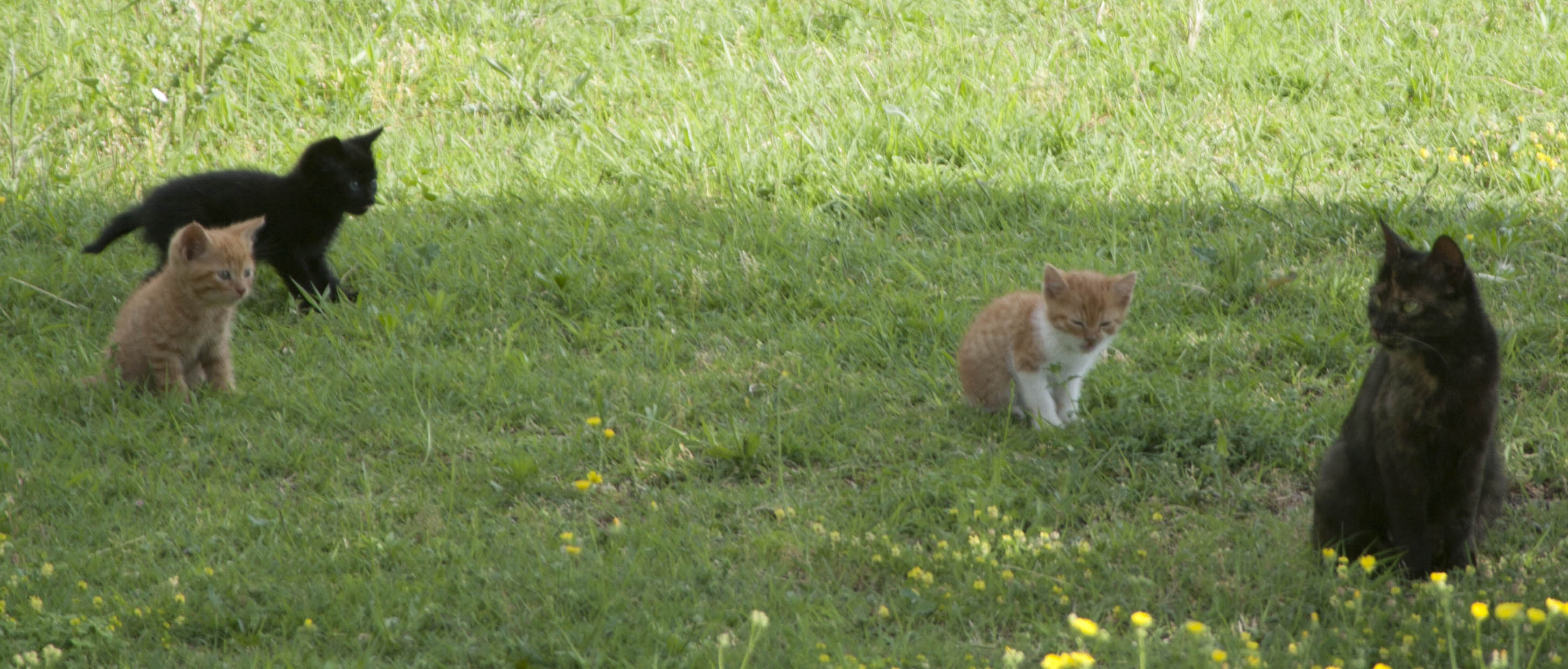 N/A Gatto Animali Natura 