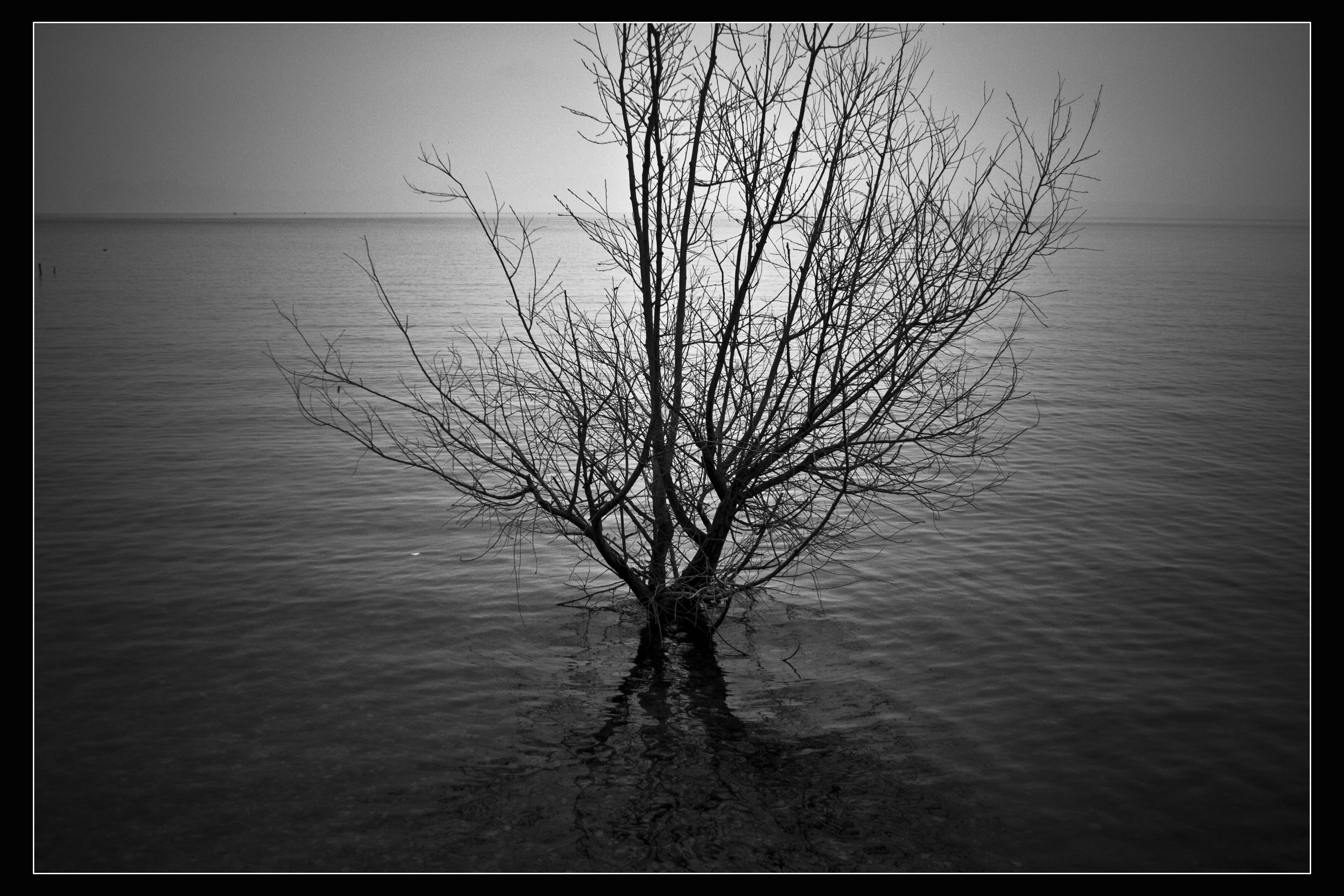 Sirmione (Bs) natura B/N Lago di Garda 
